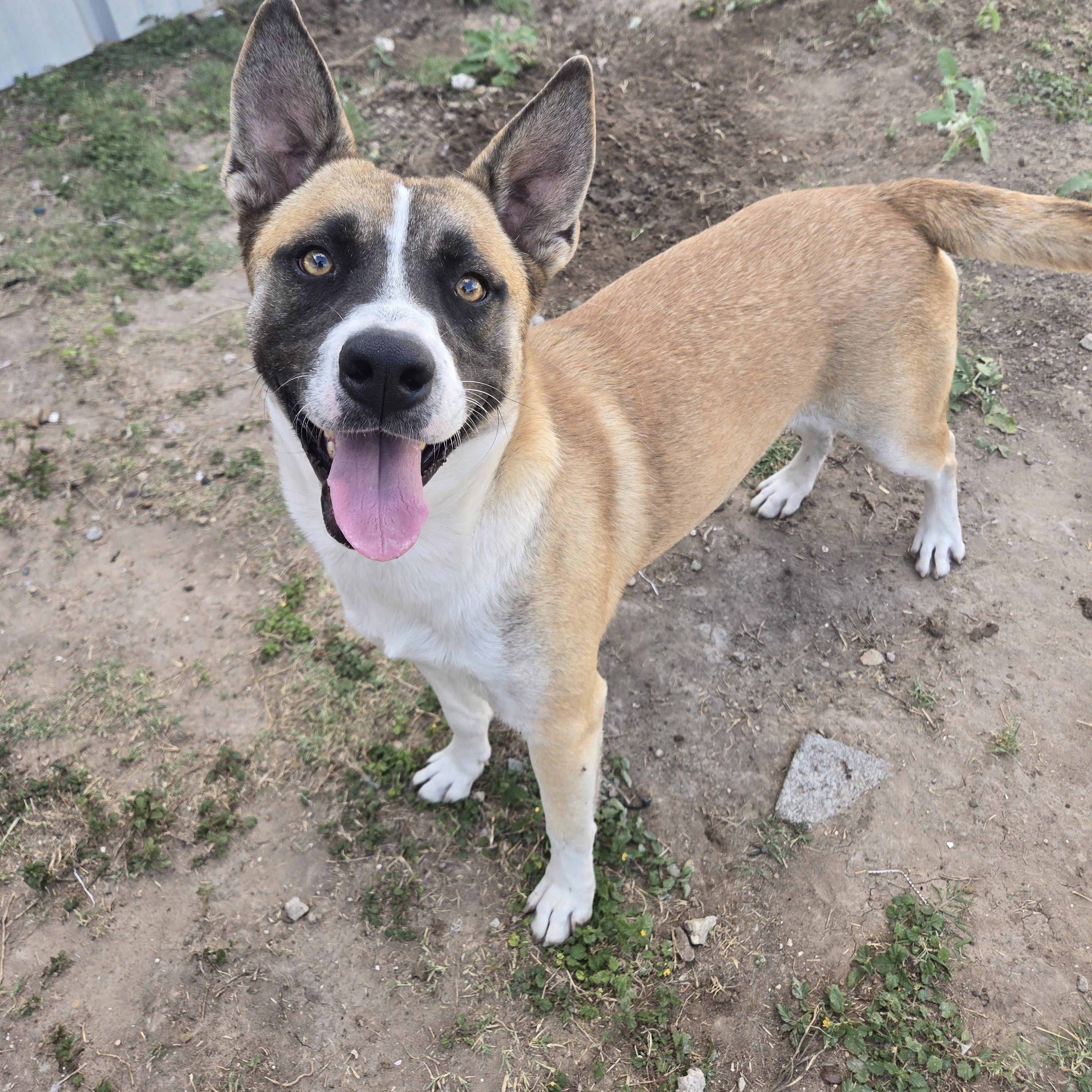 General, Adoptable, Young Male Husky.