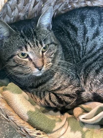 Baron Von Tabbystripe, Adoptable, Adult Male Domestic Short Hair & Domestic Short Hair.