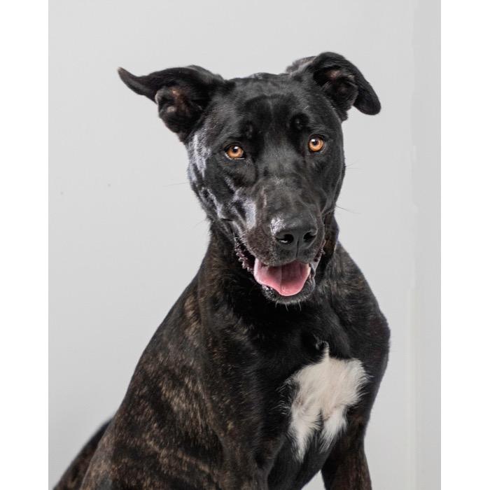 Cruz, a Adoptable mixed breed in Palm Springs, CA image 1/3
