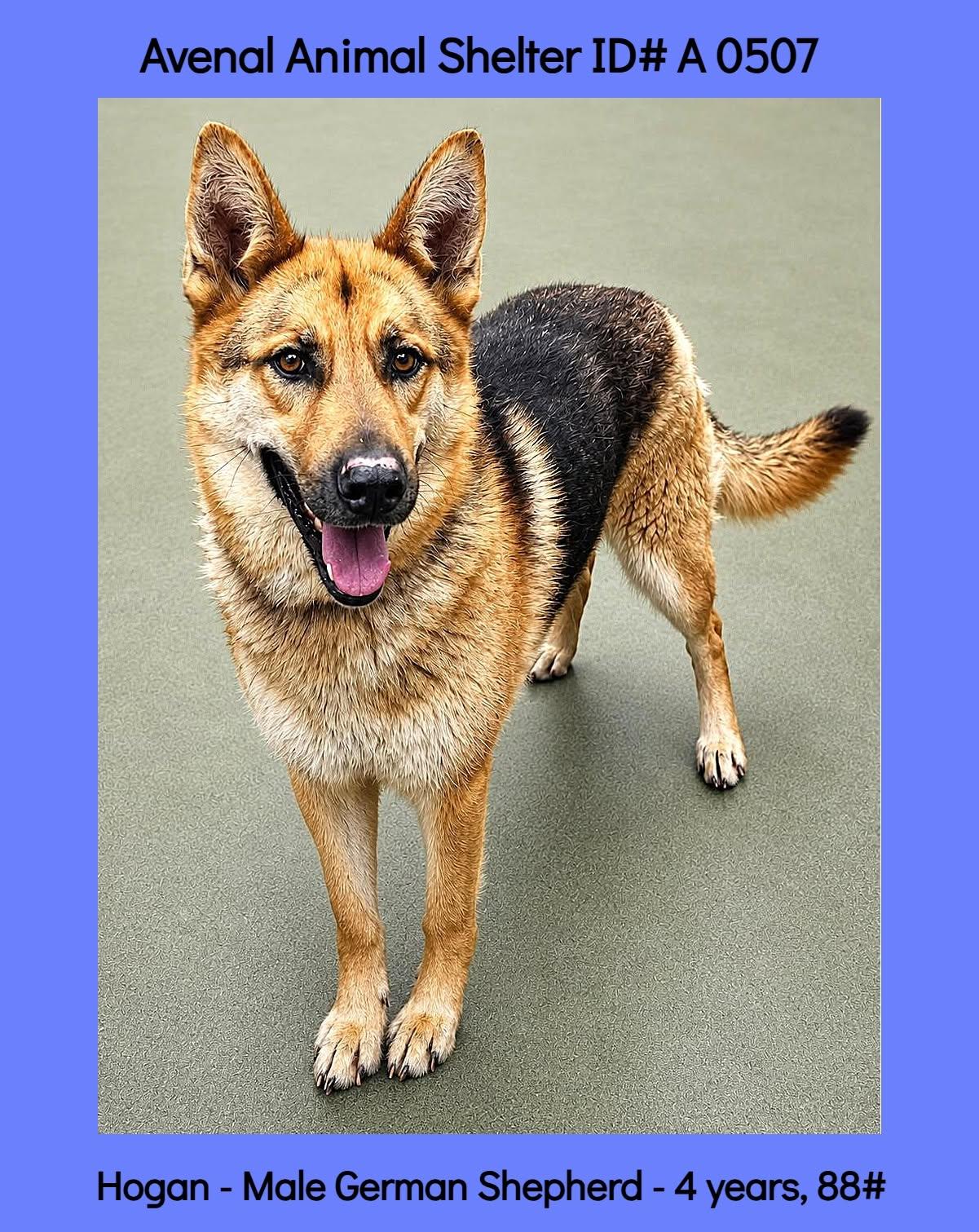 Hogan, ADOPTABLE, Young Male German Shepherd Dog.
