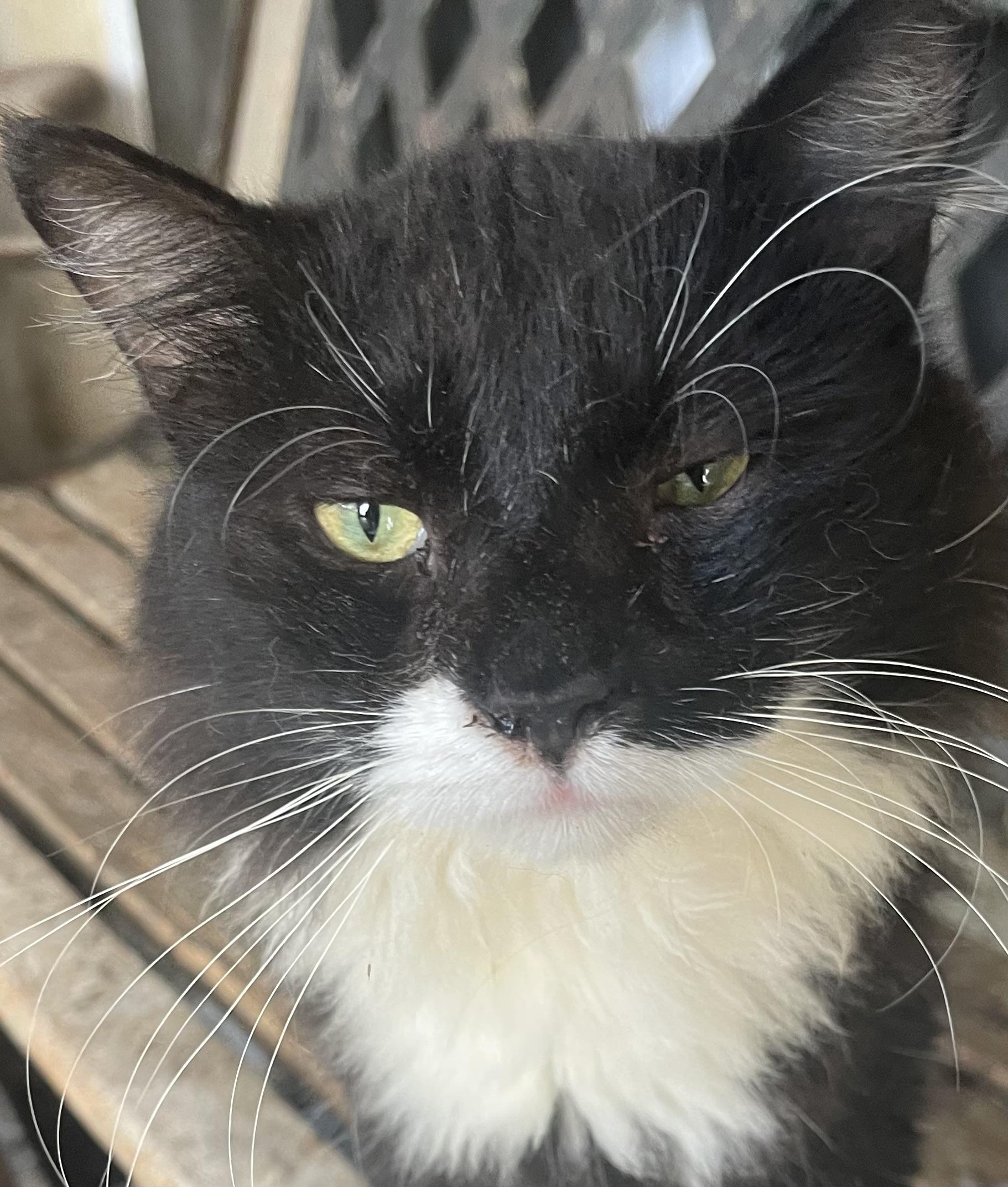 Mittens, ADOPTABLE, Adult Male Domestic Medium Hair.