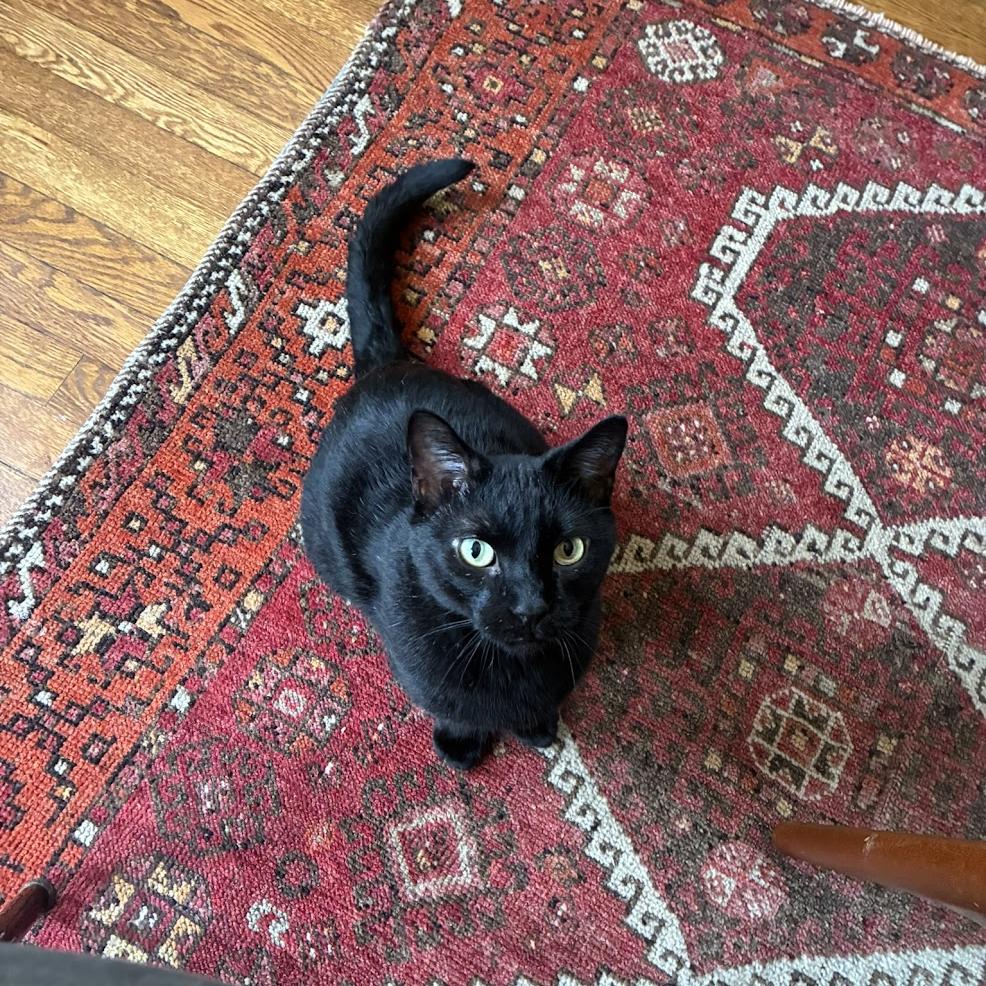 Enlarge Capybara, a Adoptable Domestic Short Hair in Chicago, IL image 1/6