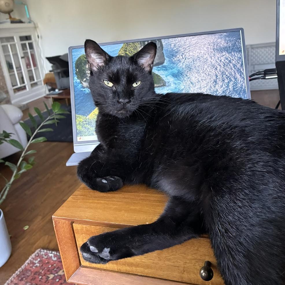 Enlarge Capybara, a Adoptable Domestic Short Hair in Chicago, IL image 2/6