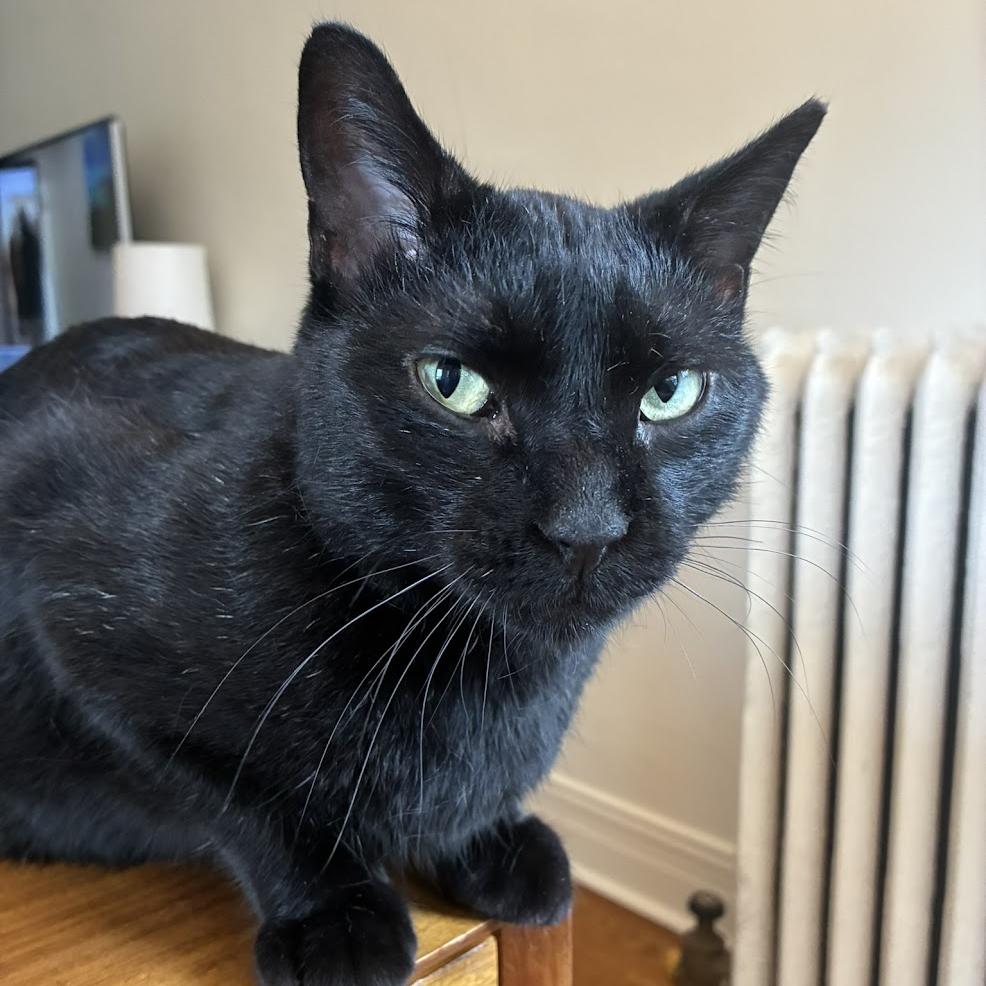 Enlarge Capybara, a Adoptable Domestic Short Hair in Chicago, IL image 3/6