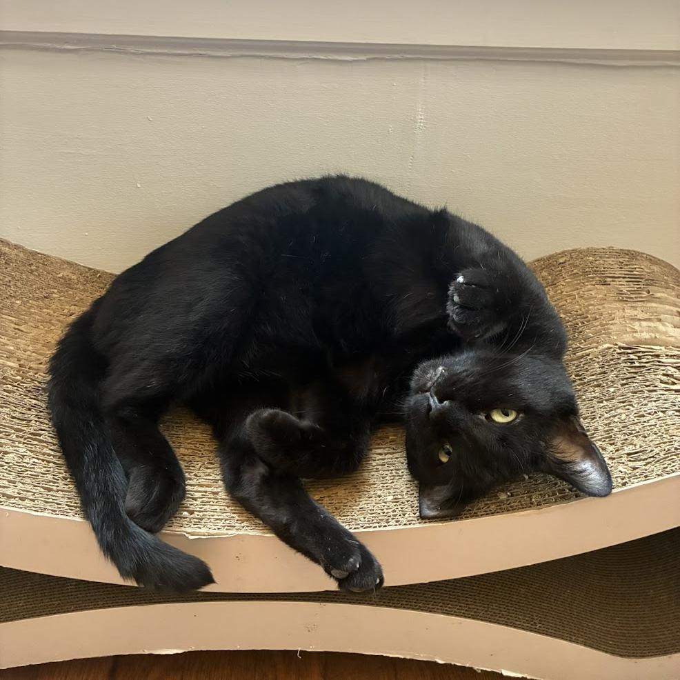 Enlarge Capybara, a Adoptable Domestic Short Hair in Chicago, IL image 4/6