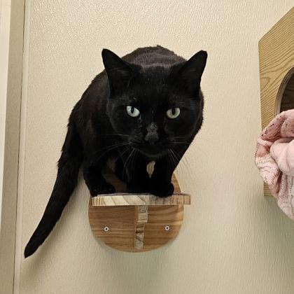 Enlarge Capybara, a Adoptable Domestic Short Hair in Chicago, IL image 5/6