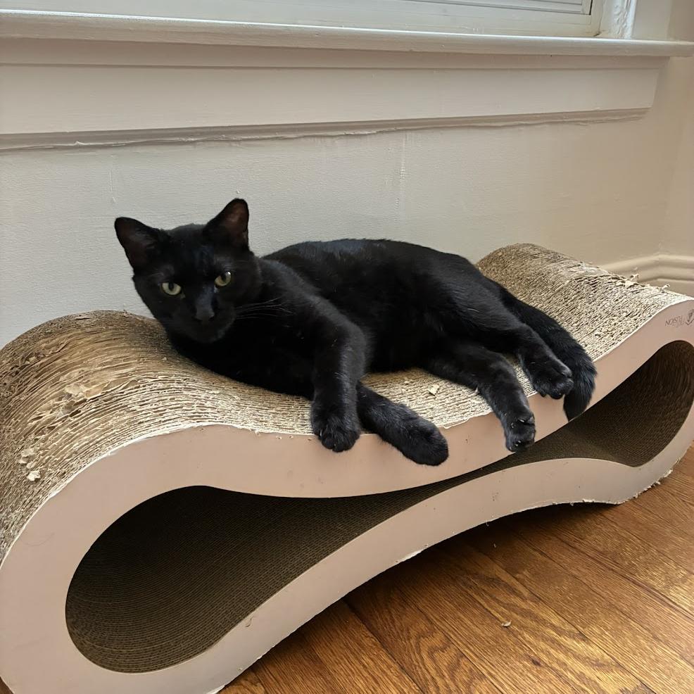 Enlarge Capybara, a Adoptable Domestic Short Hair in Chicago, IL image 6/6