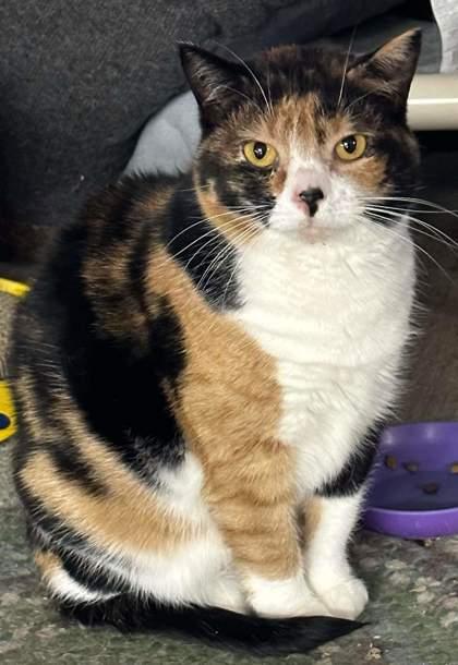 Enlarge Spitfire, a Adoptable Domestic Short Hair in Bath, NY image 1/1