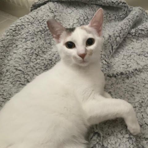 Harper — thumbnail 2