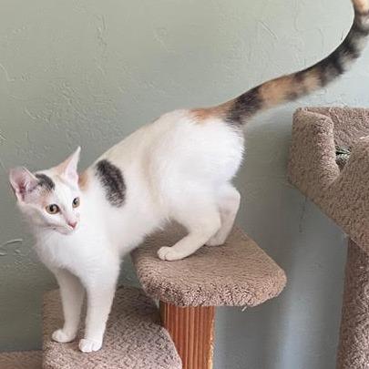 Harper — thumbnail 3