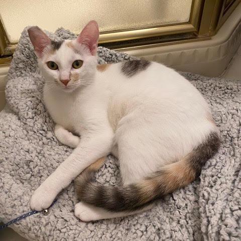 Harper — thumbnail 4