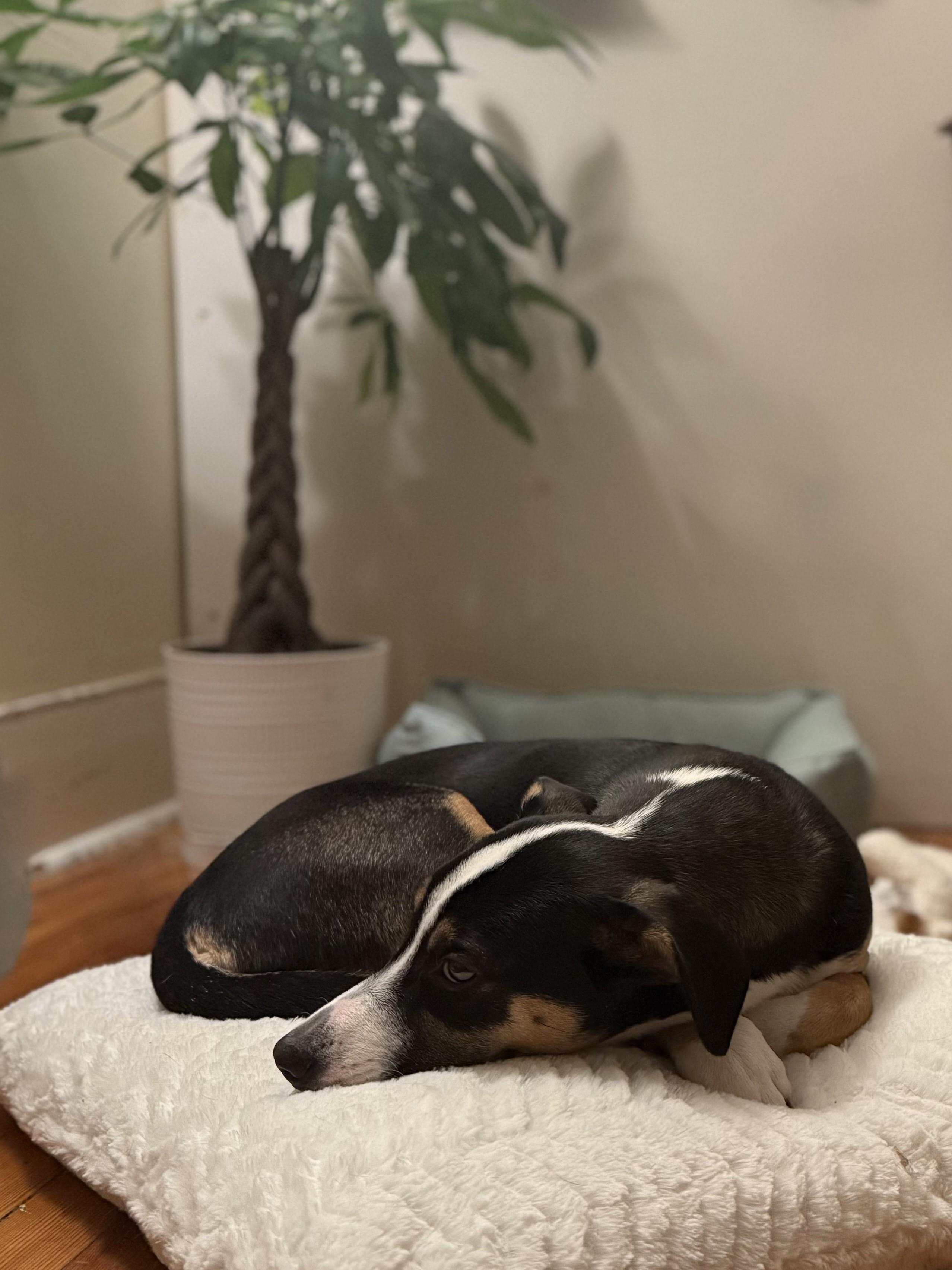 Enlarge Bon Jovi, a Adoptable mixed breed in Albany, NY image 5/6