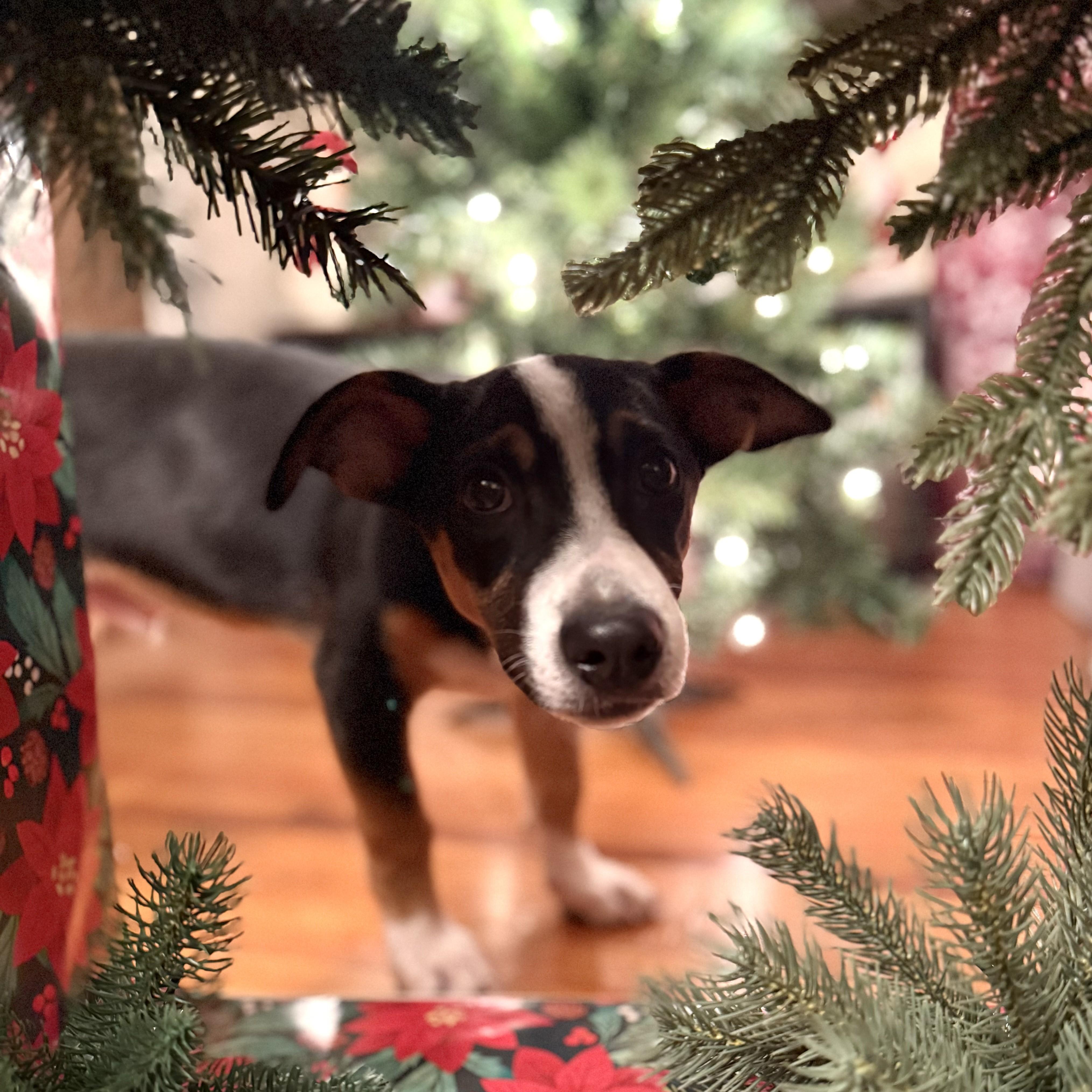 Bon Jovi, a Adoptable mixed breed in Albany, NY image 1/6