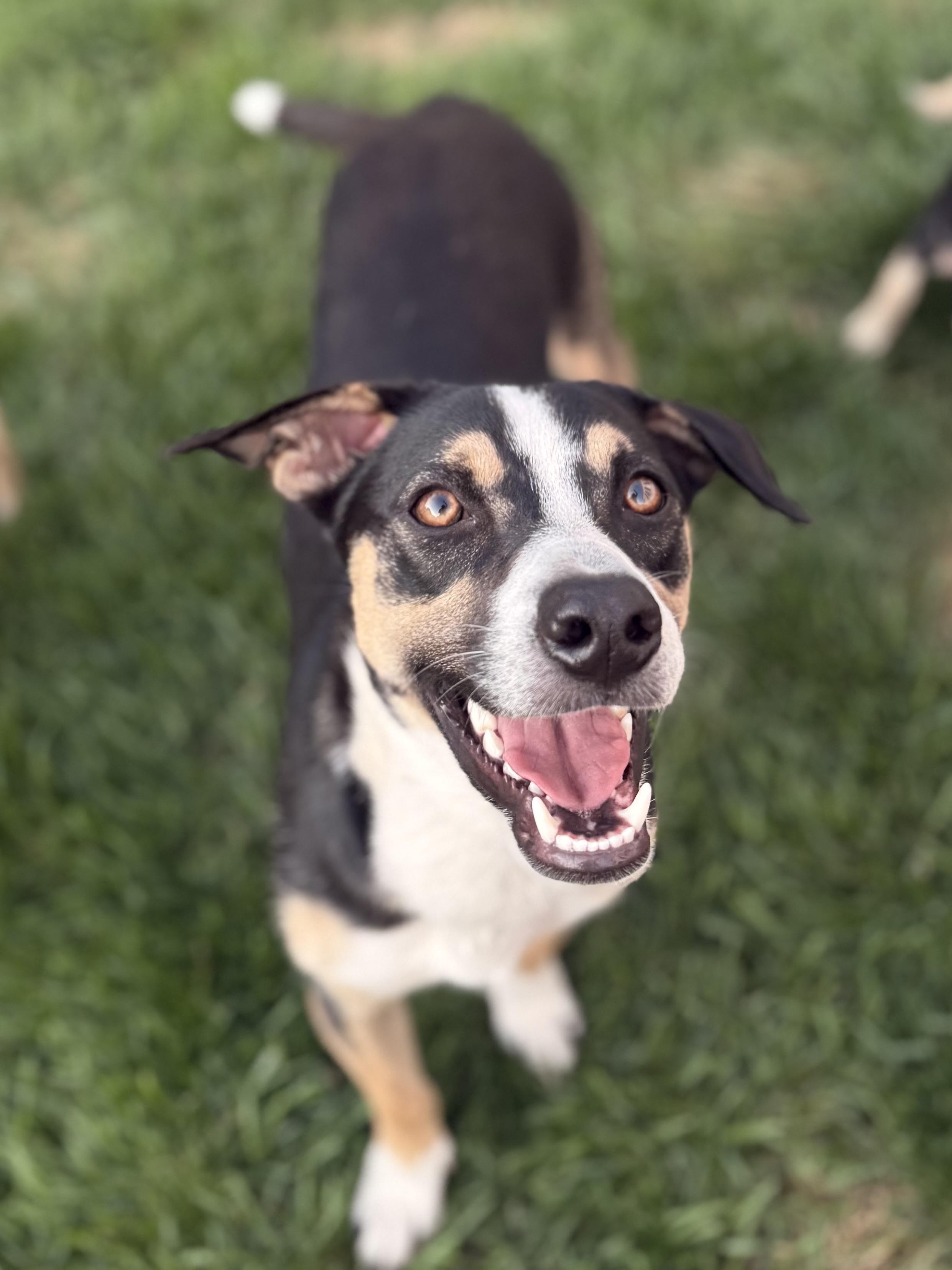 Enlarge Bon Jovi, a Adoptable mixed breed in Albany, NY image 2/6
