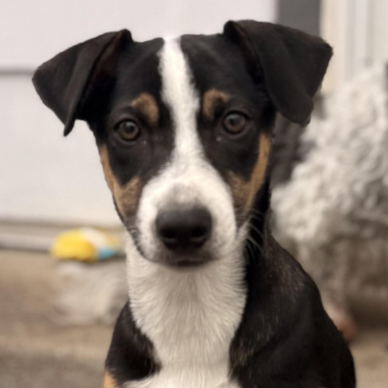 Bon Jovi, Adoptable, Puppy Male Shepherd & Labrador Retriever.