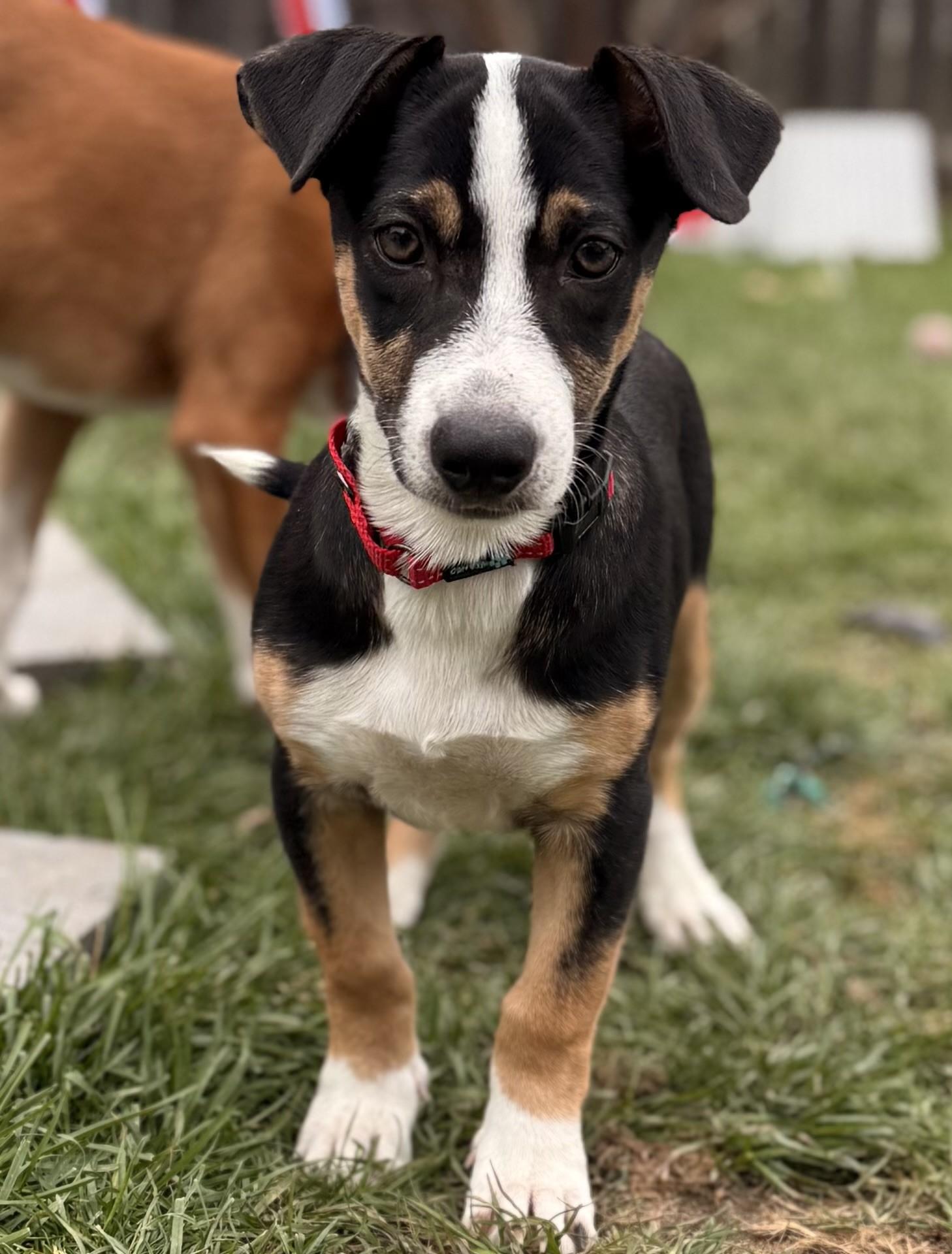 Bon Jovi, a Adoptable mixed breed in Albany, NY image 5/6