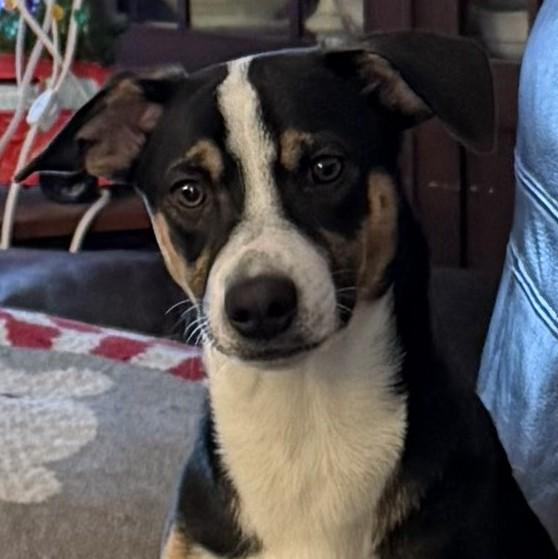 Enlarge Bon Jovi, a Adoptable mixed breed in Albany, NY image 3/6