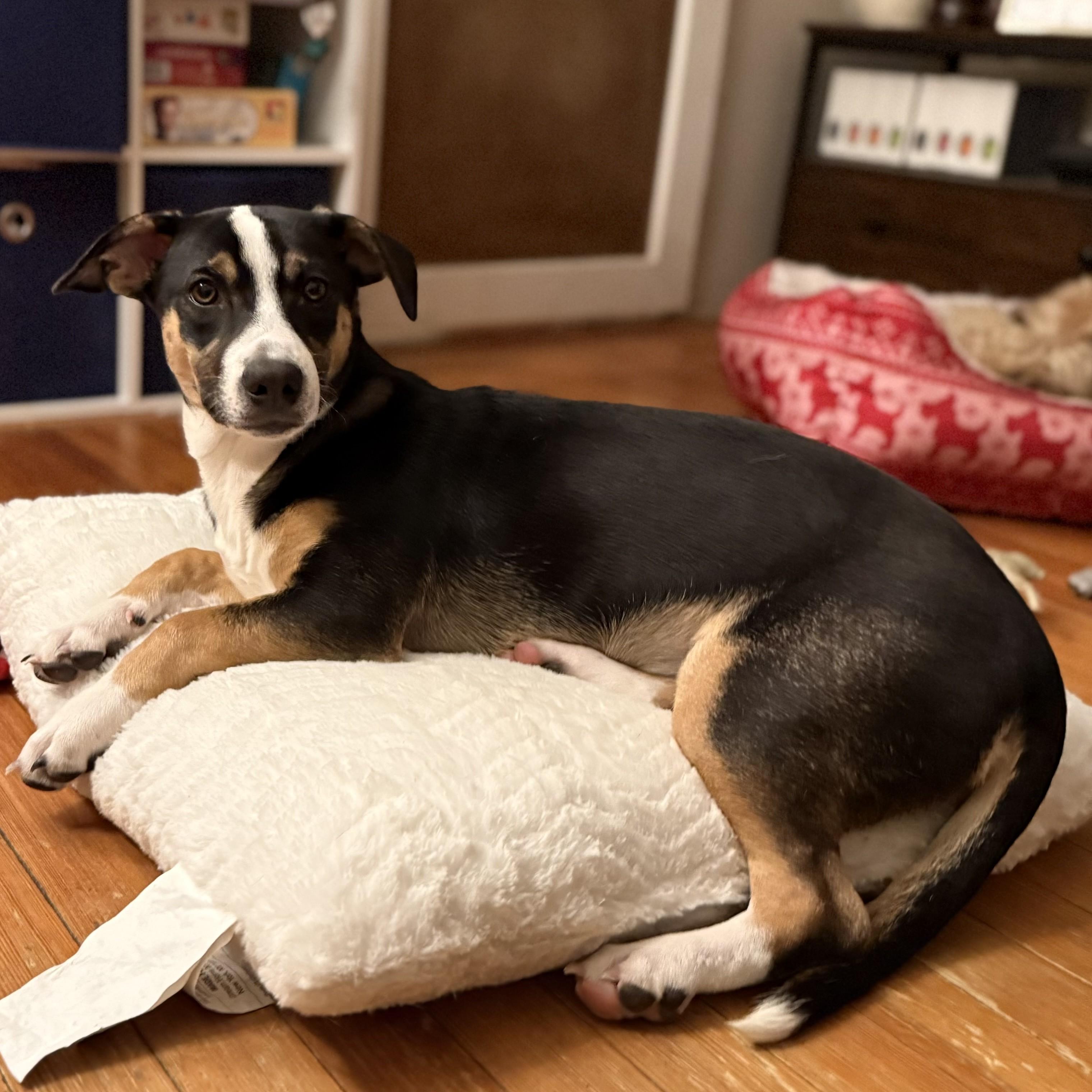 Enlarge Bon Jovi, a Adoptable mixed breed in Albany, NY image 6/6