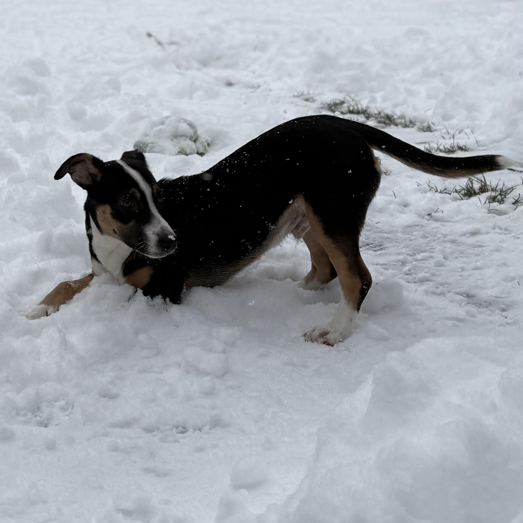 Bon Jovi, a Adoptable mixed breed in Albany, NY image 5/6