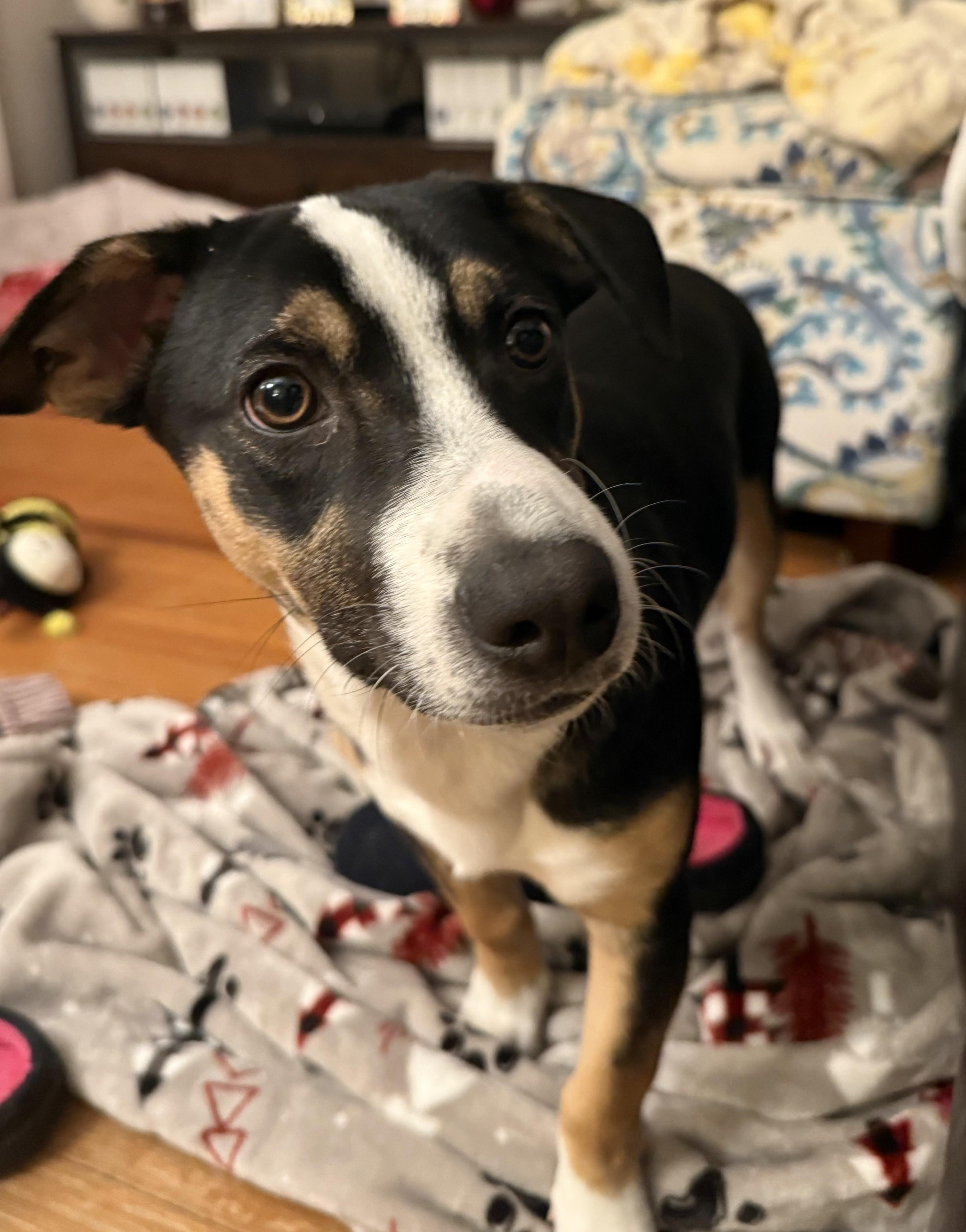 Enlarge Bon Jovi, a Adoptable mixed breed in Albany, NY image 4/6