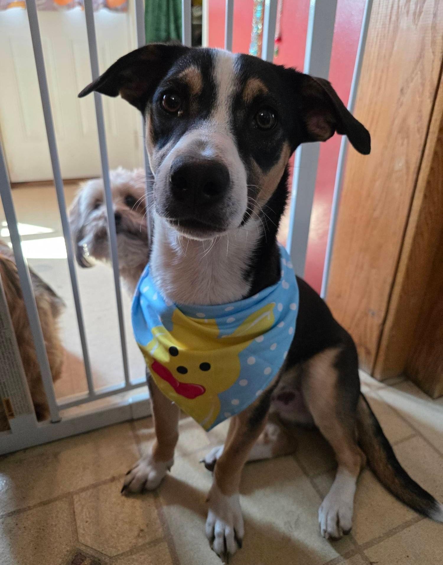 Bon Jovi, a Adoptable mixed breed in Albany, NY image 2/6