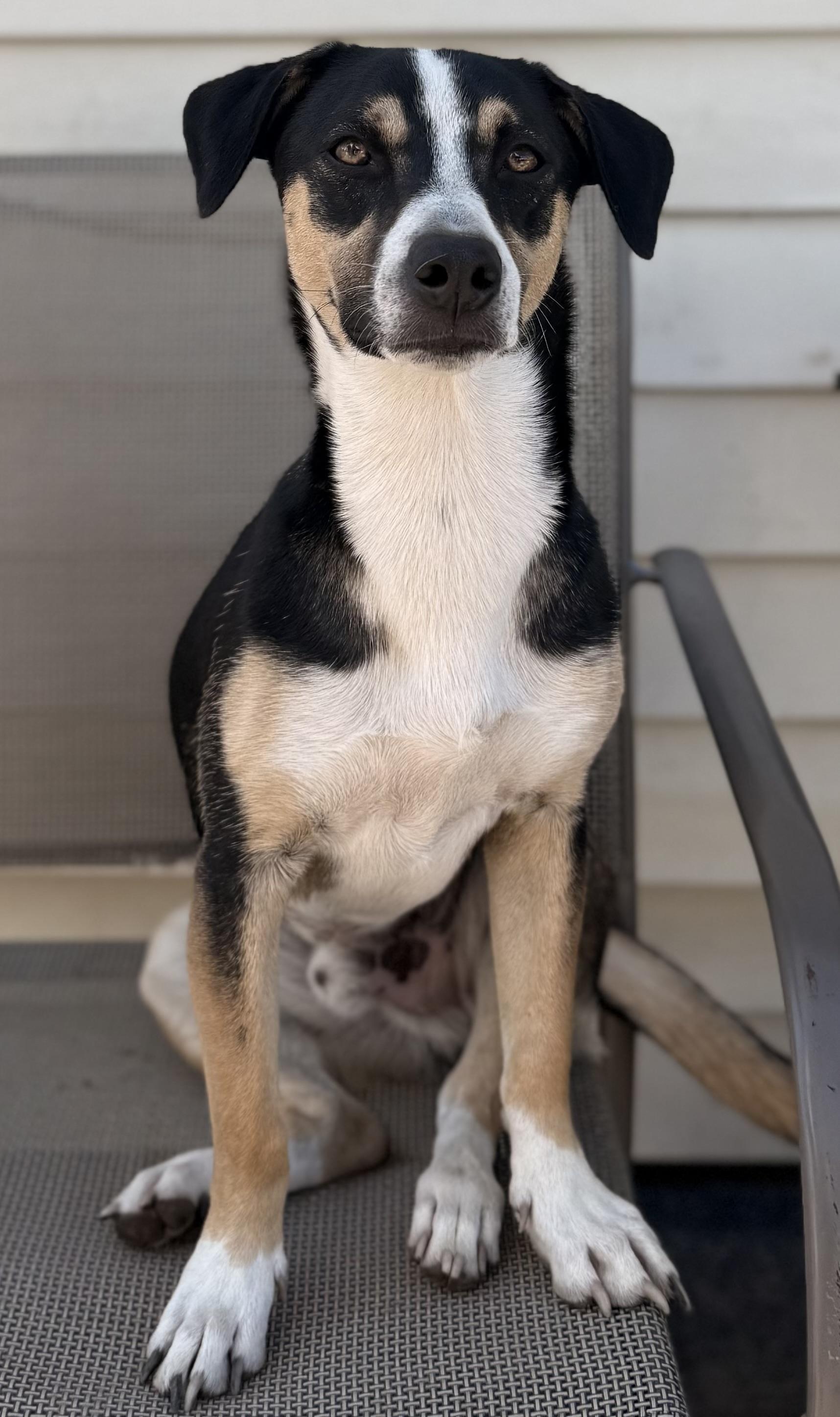Enlarge Bon Jovi, a Adoptable mixed breed in Albany, NY image 3/6