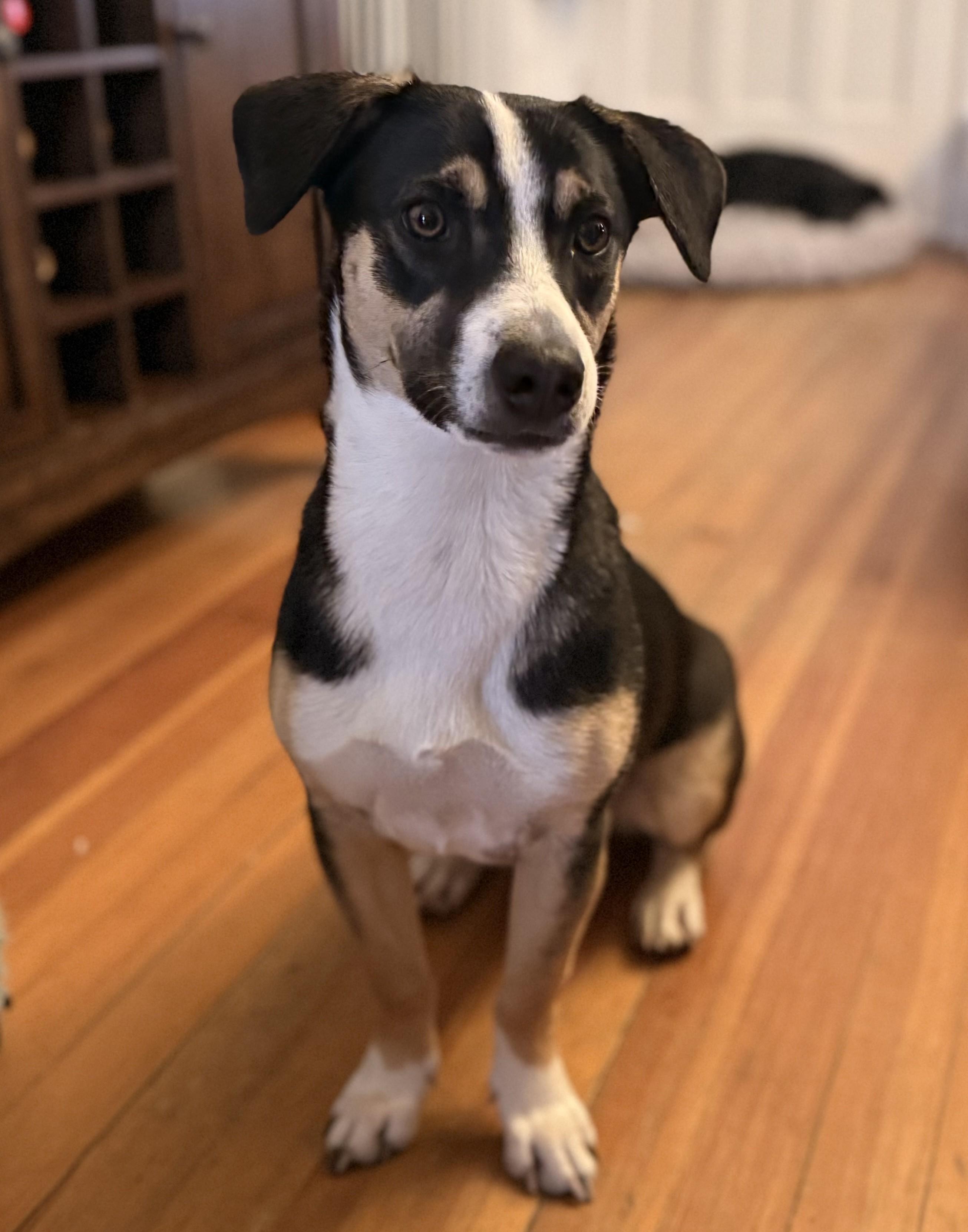 Bon Jovi, a Adoptable mixed breed in Albany, NY image 3/6