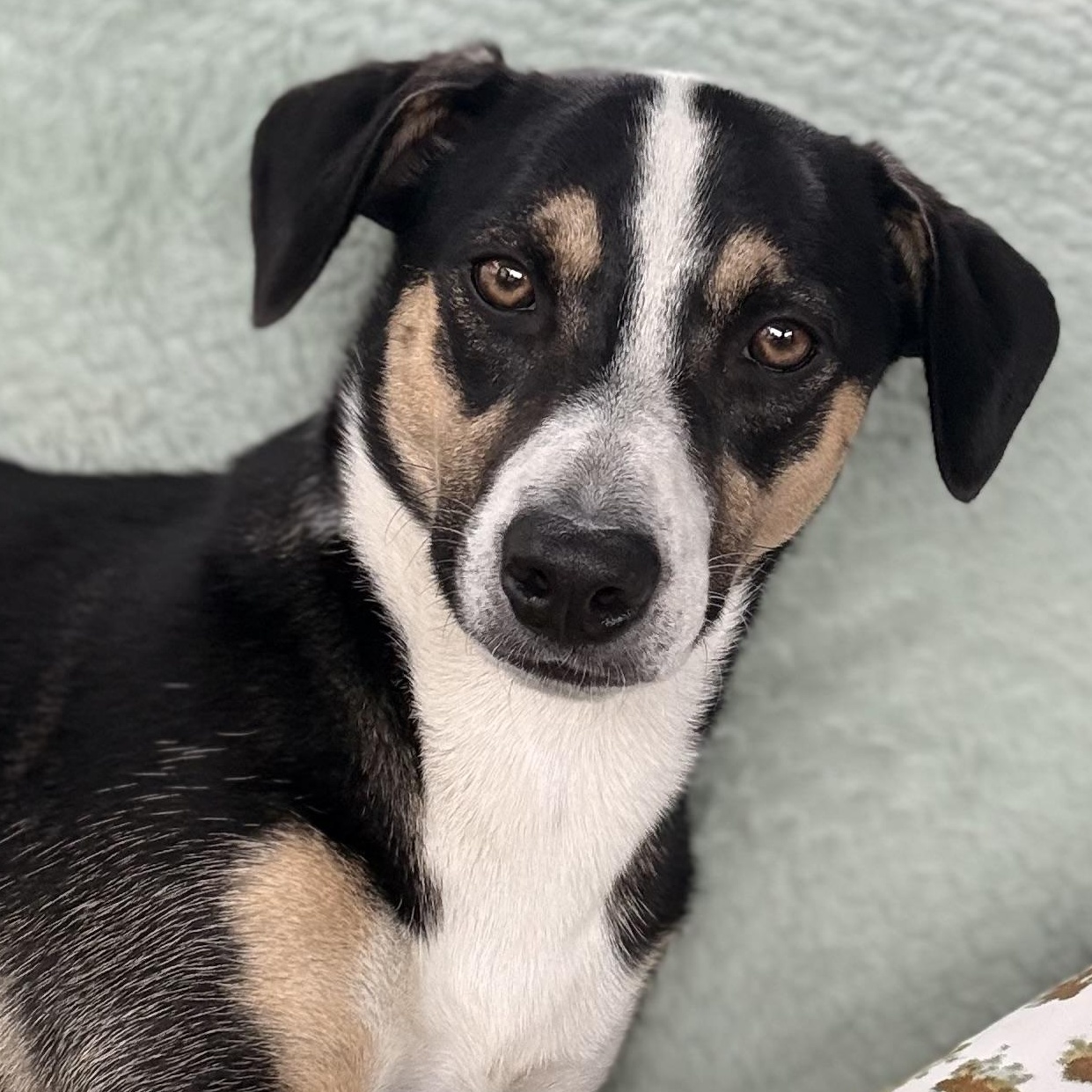 Bon Jovi, Adoptable, Young Male Shepherd & Labrador Retriever.