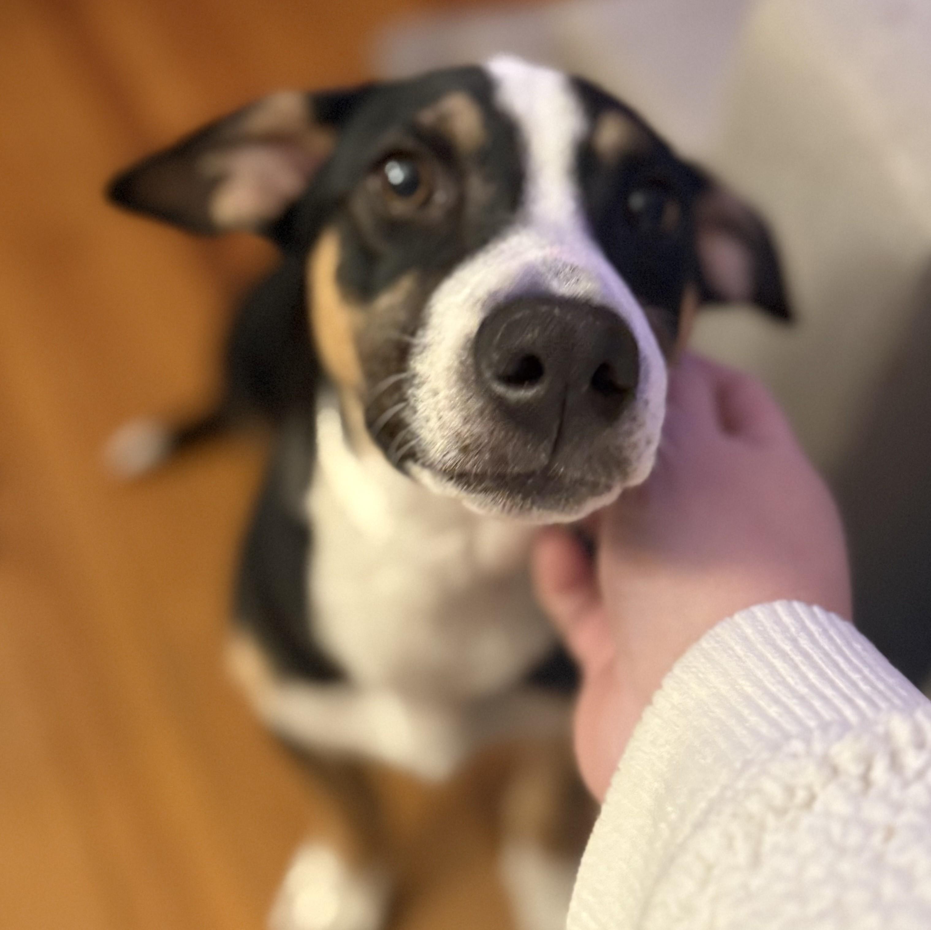 Bon Jovi, a Adoptable mixed breed in Albany, NY image 6/6