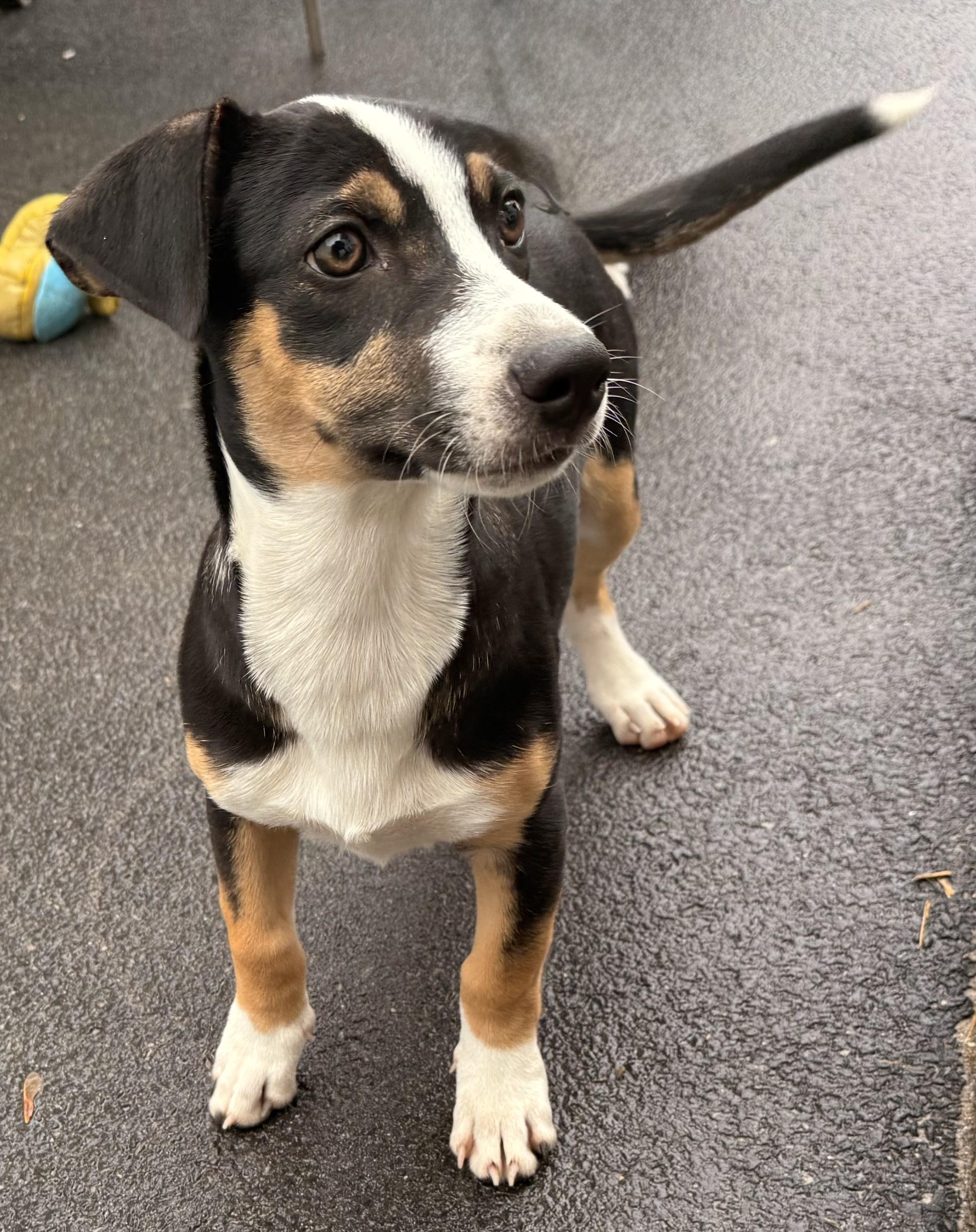 Bon Jovi, a Adoptable mixed breed in Albany, NY image 2/6