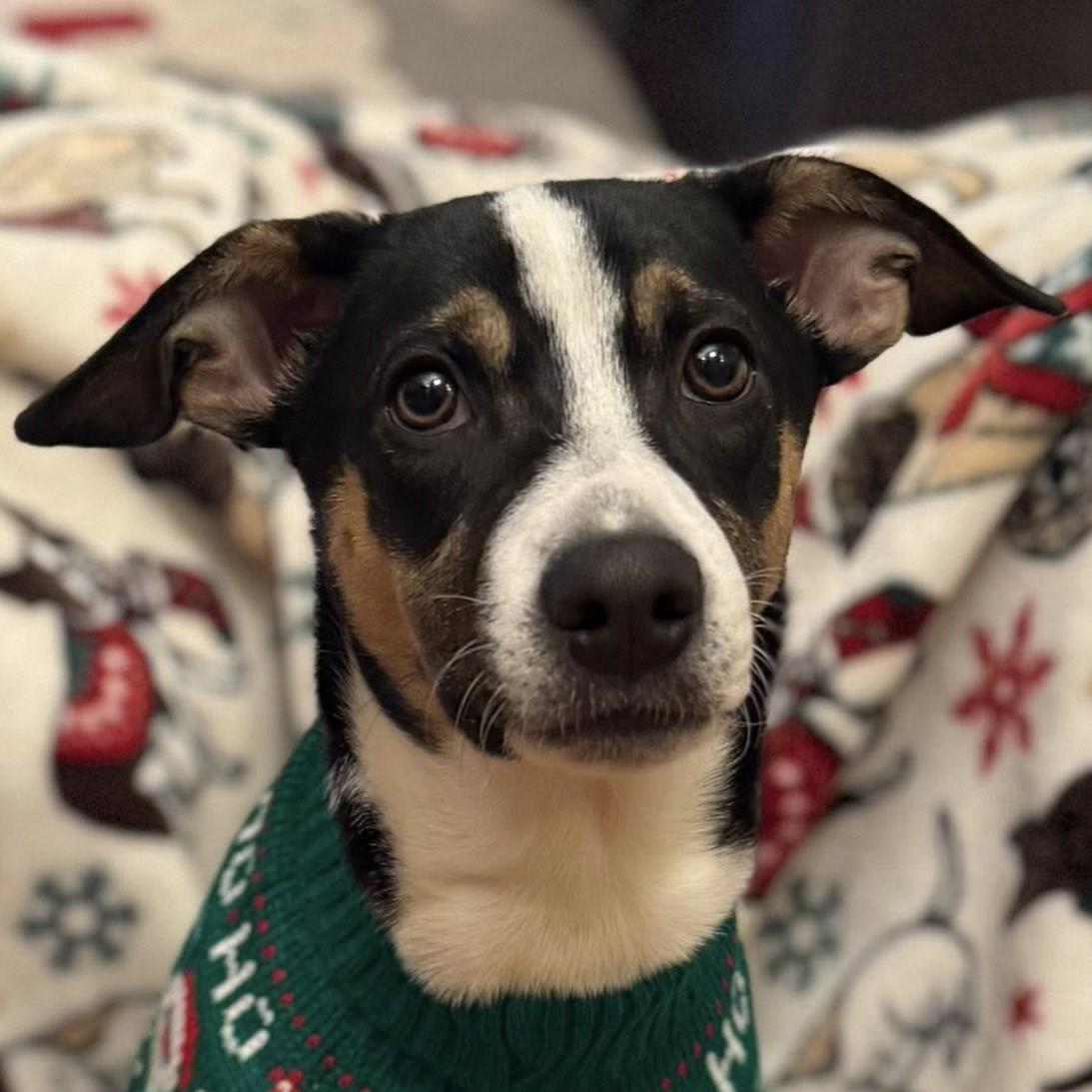 Bon Jovi, Adoptable, Puppy Male Shepherd & Labrador Retriever.