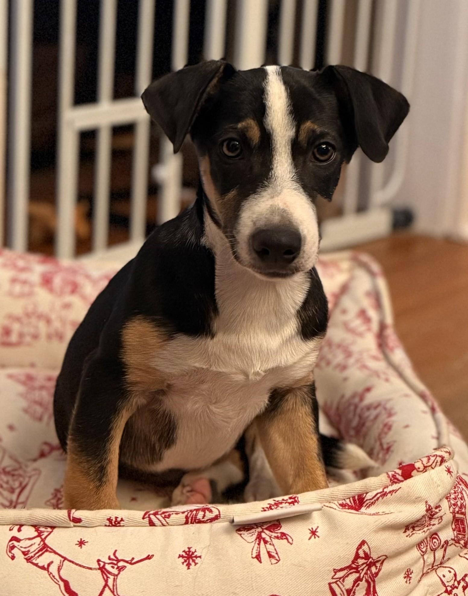 Bon Jovi, a Adoptable mixed breed in Albany, NY image 6/6