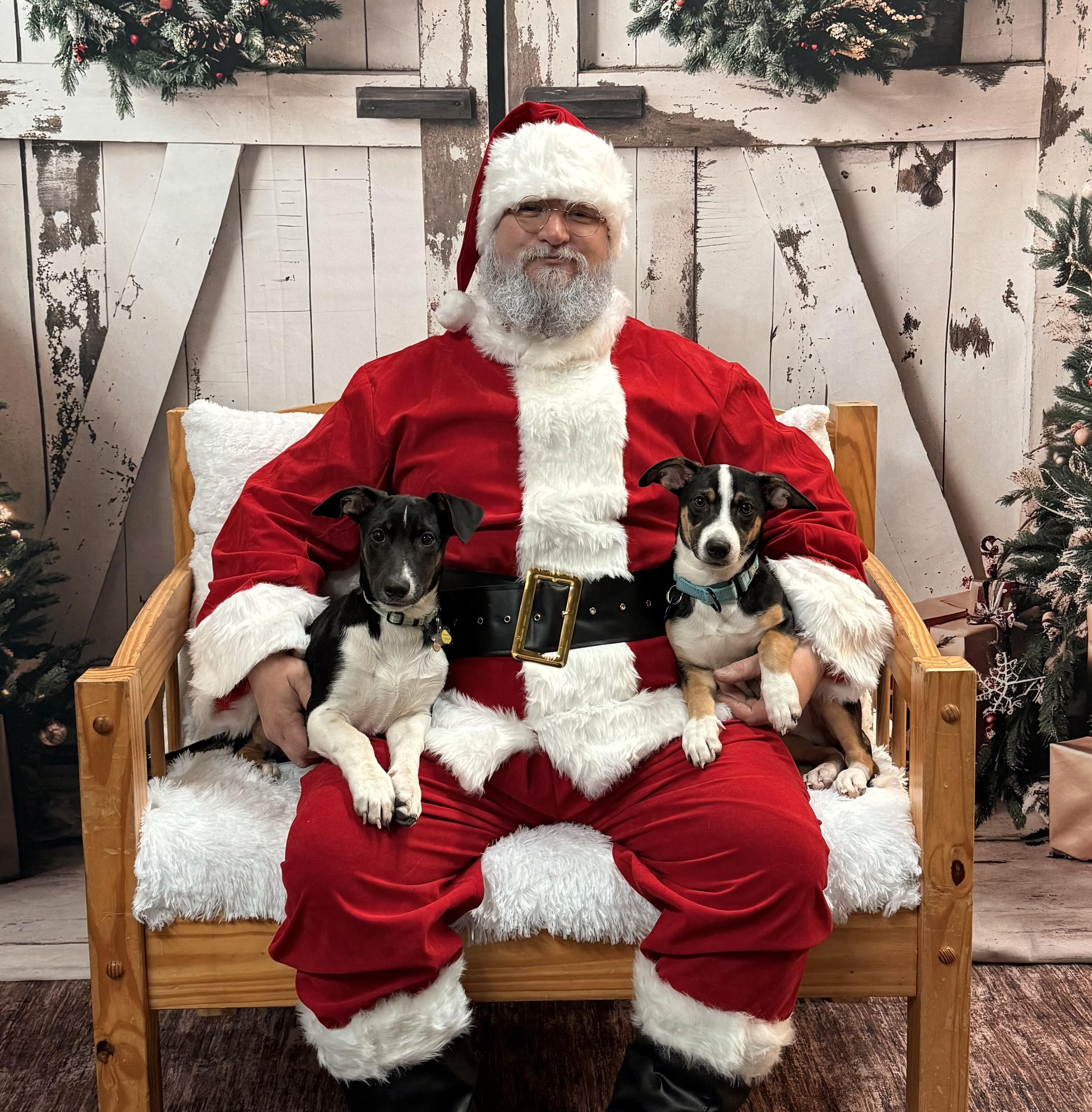 Bon Jovi, a Adoptable mixed breed in Albany, NY image 4/6