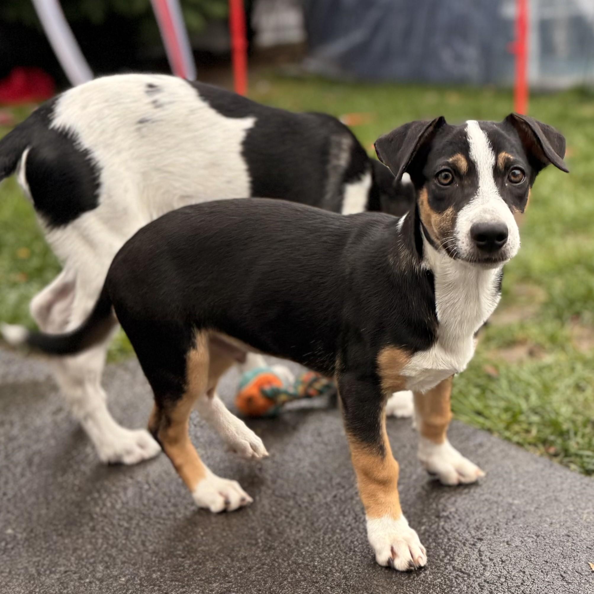 Bon Jovi, a Adoptable mixed breed in Albany, NY image 3/6