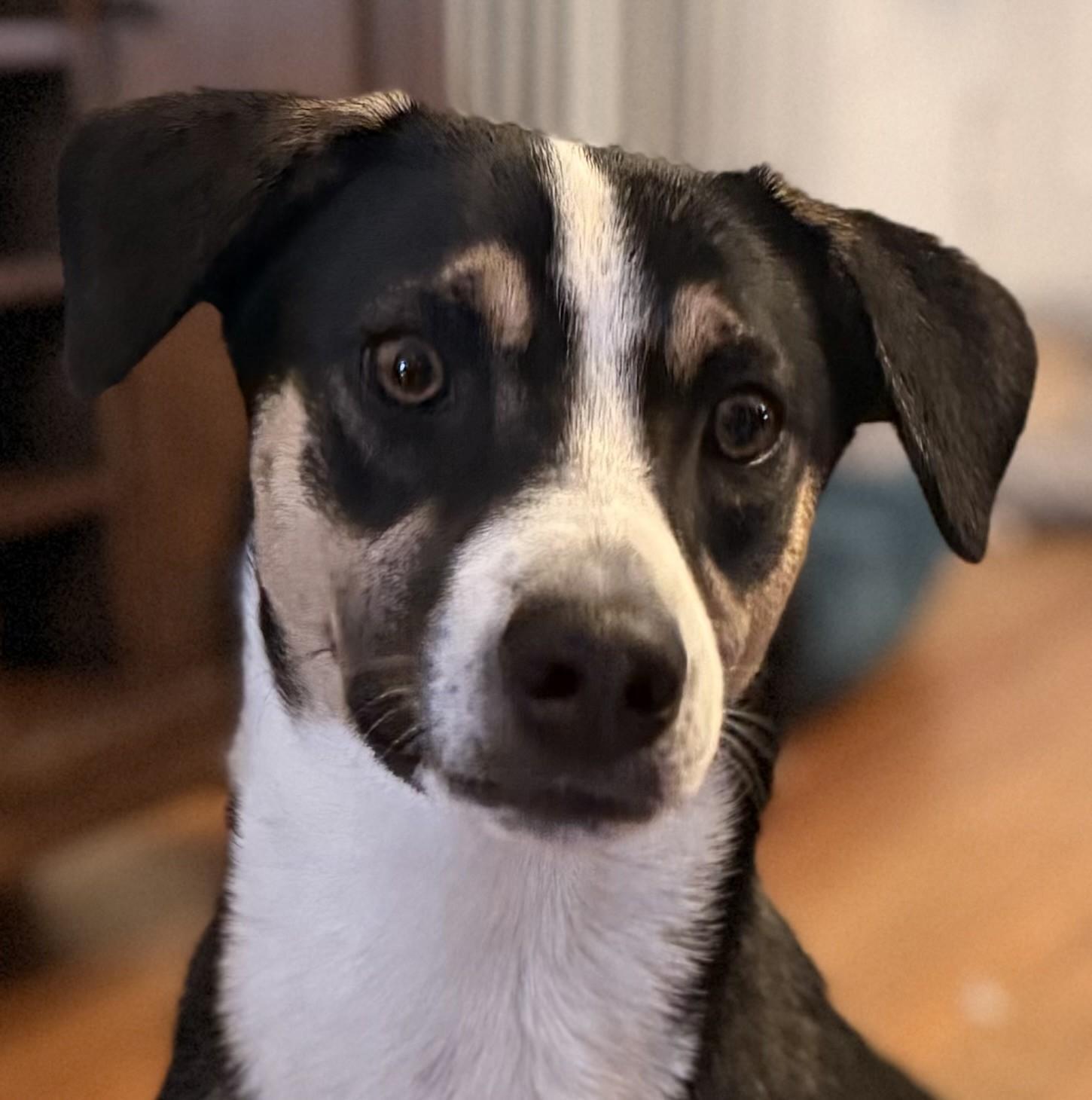 Bon Jovi, Adoptable, Young Male Shepherd & Labrador Retriever.