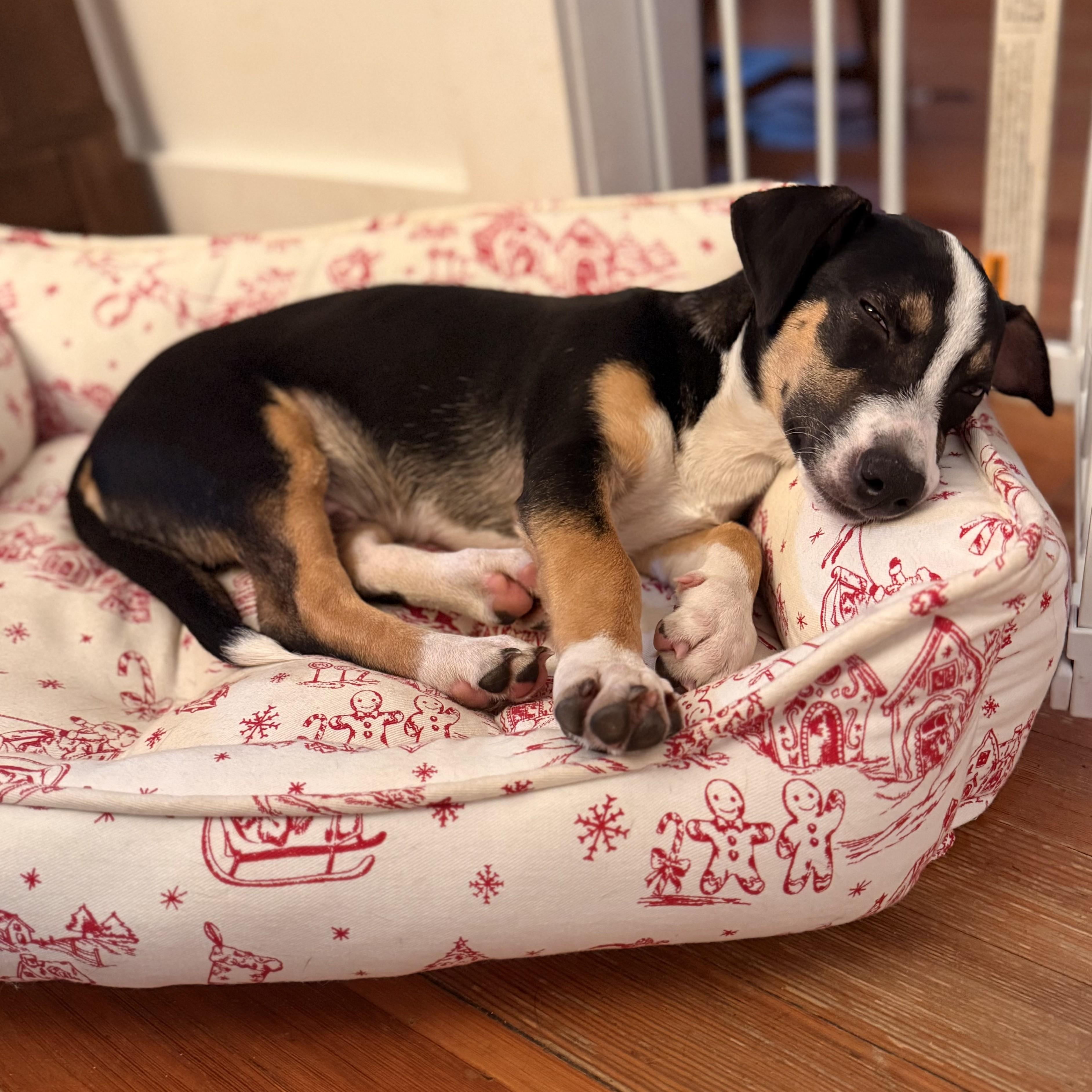 Bon Jovi, a Adoptable mixed breed in Albany, NY image 4/6