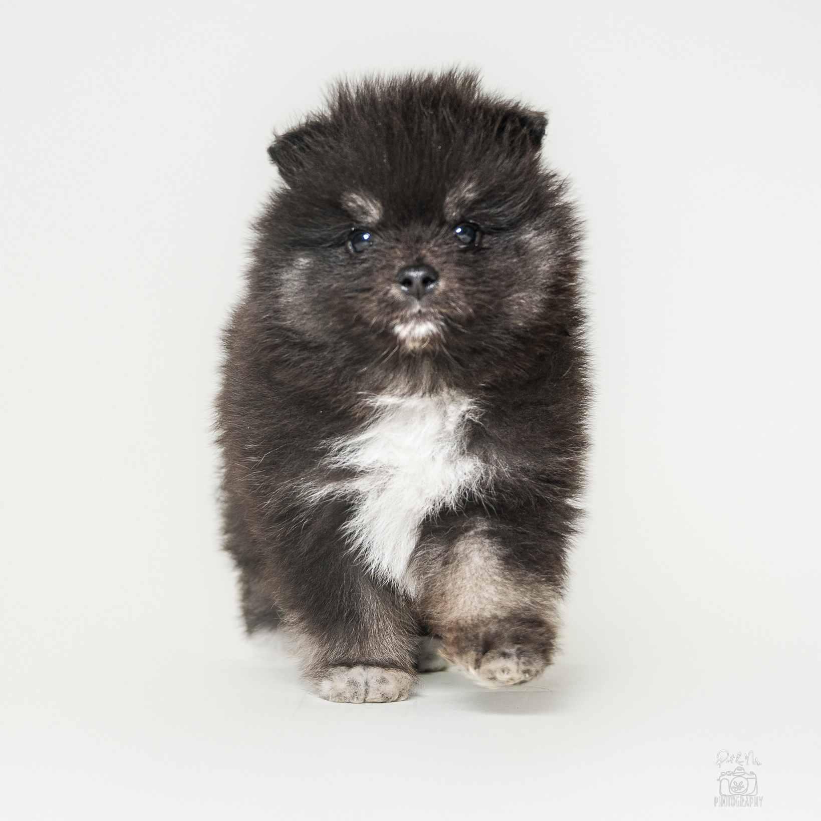 HeiHei, adoptable, Puppy Male German Spitz & Pomeranian.