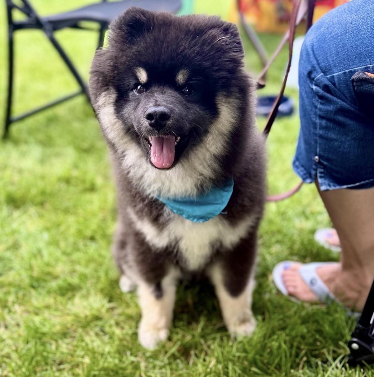 Enlarge HeiHei, an adoptable mixed breed in Itasca, IL image 1/6