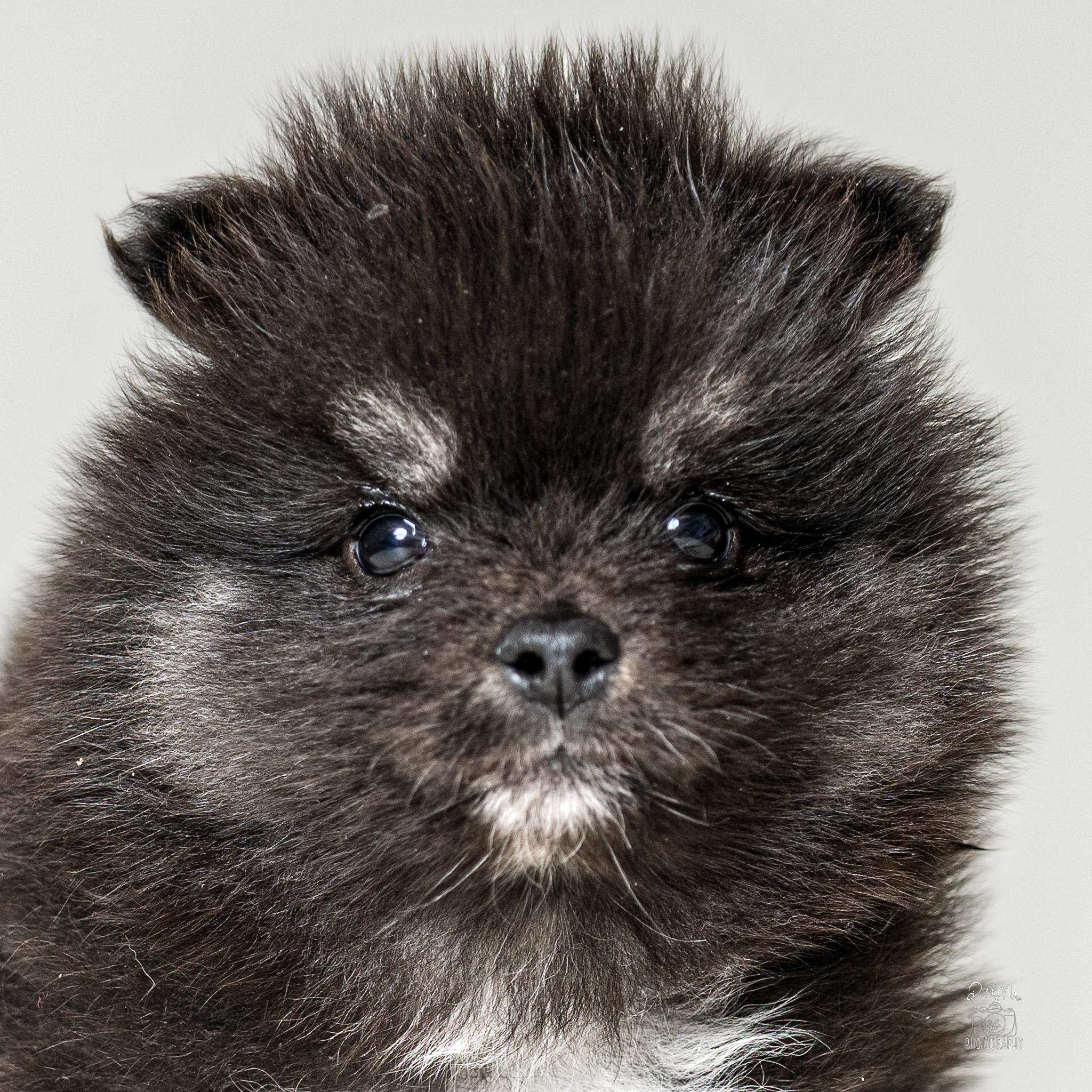 HeiHei, adoptable, Puppy Male German Spitz & Pomeranian.