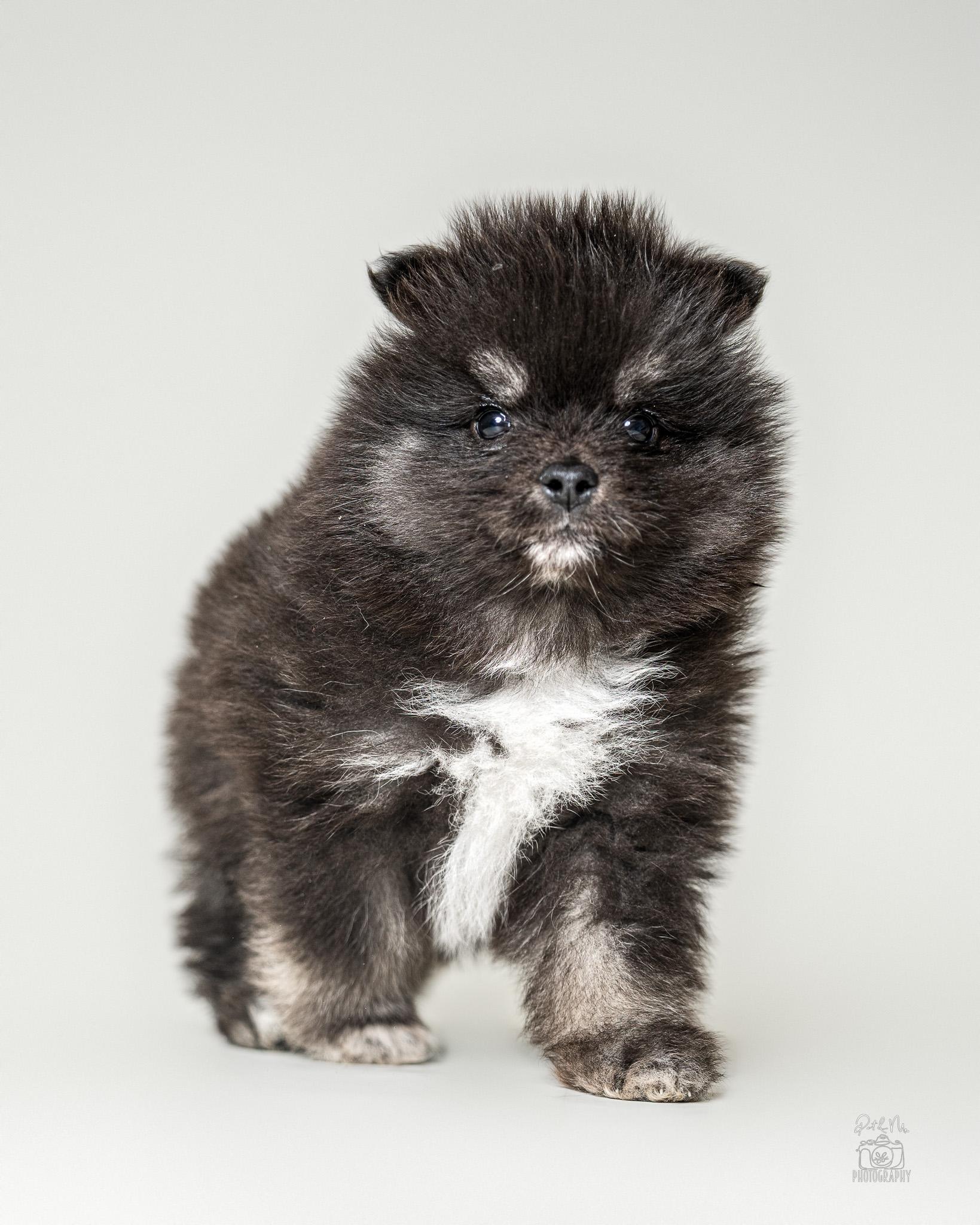 Enlarge HeiHei, an adoptable mixed breed in Itasca, IL image 3/4