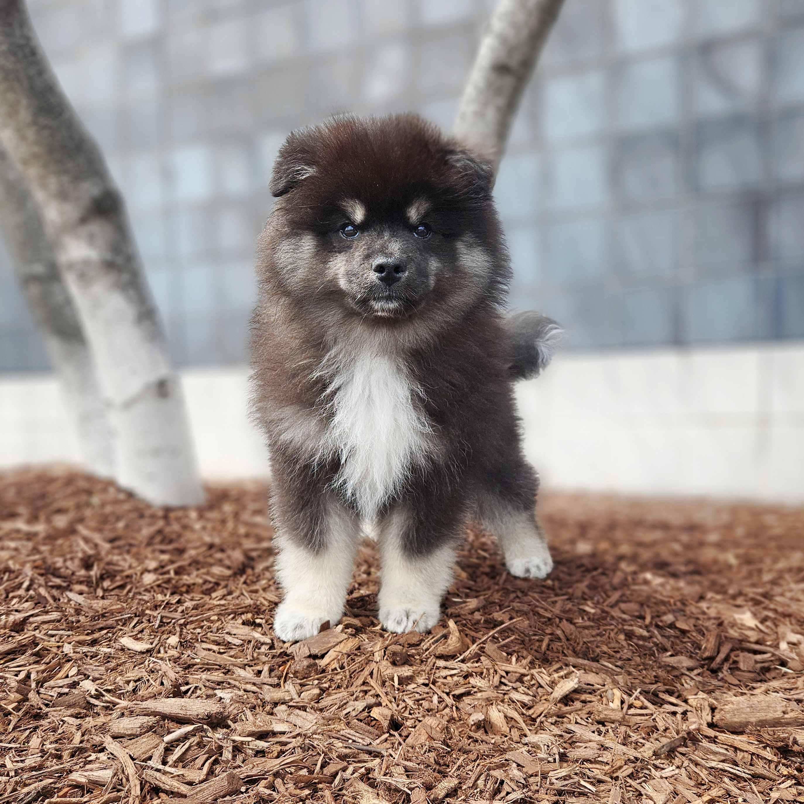 HeiHei, adoptable, Puppy Male German Spitz & Pomeranian.