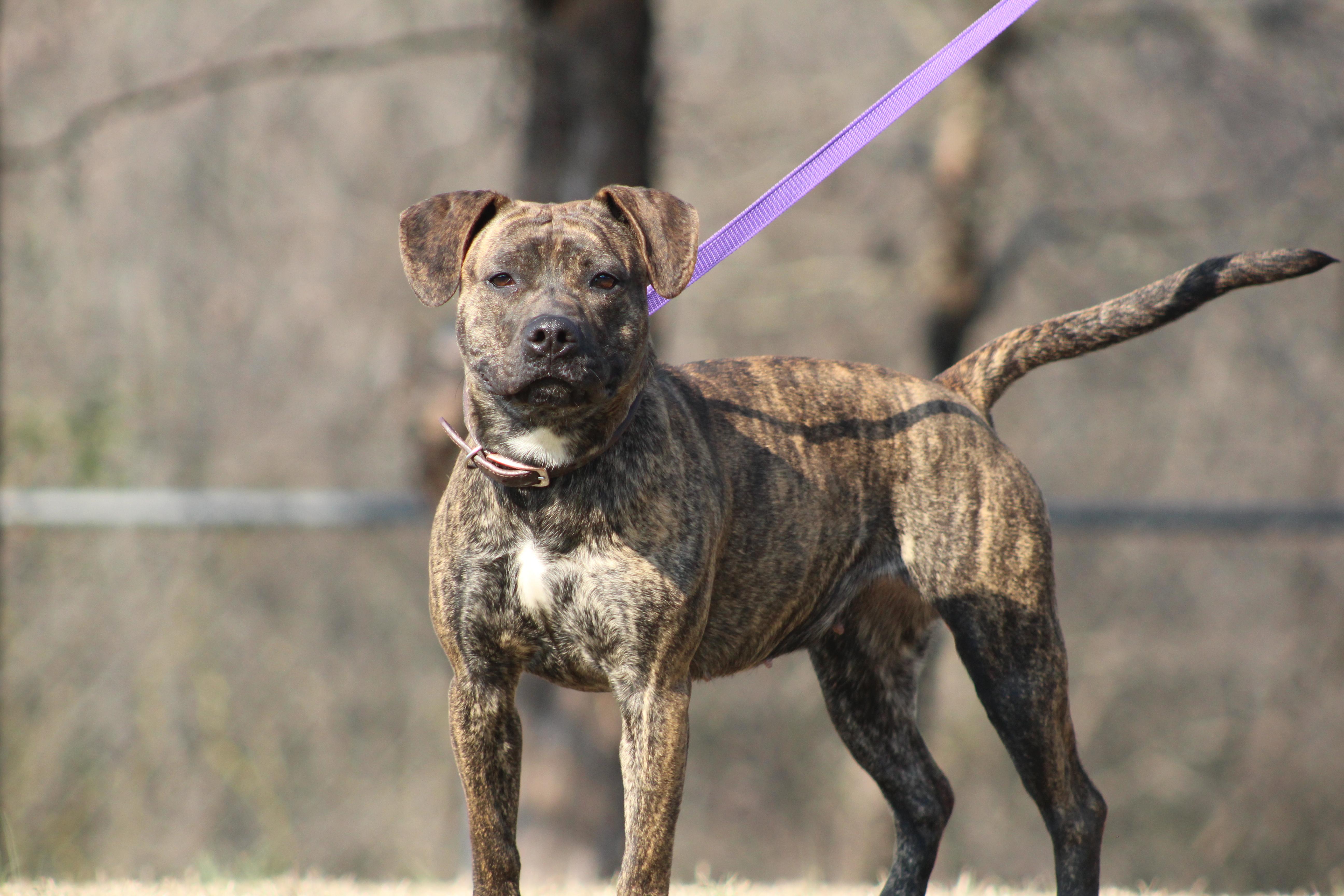 Bailey, ADOPTABLE, Adult Female Terrier.