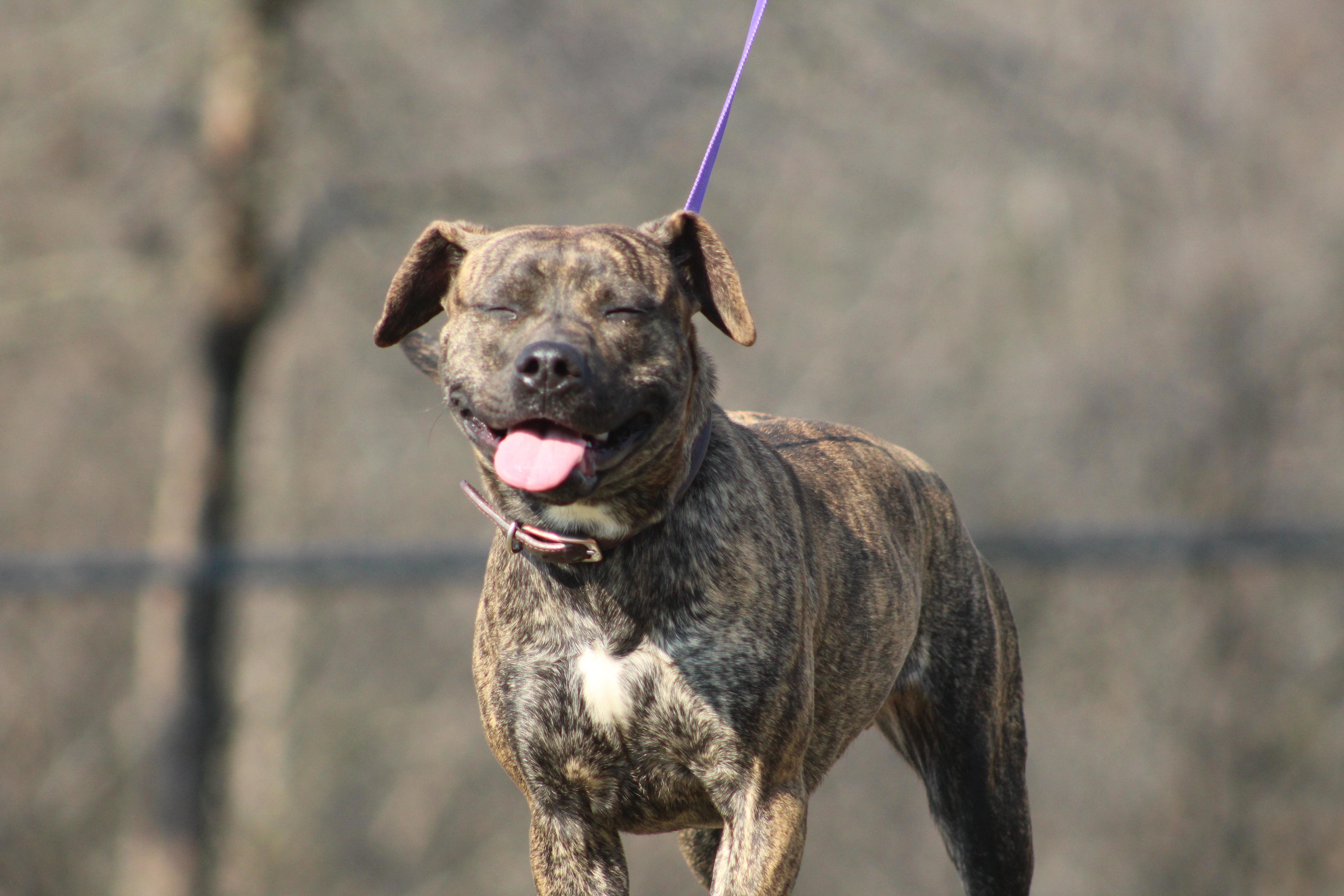 Enlarge Bailey, an adopted mixed breed in Conway, AR image 3/4
