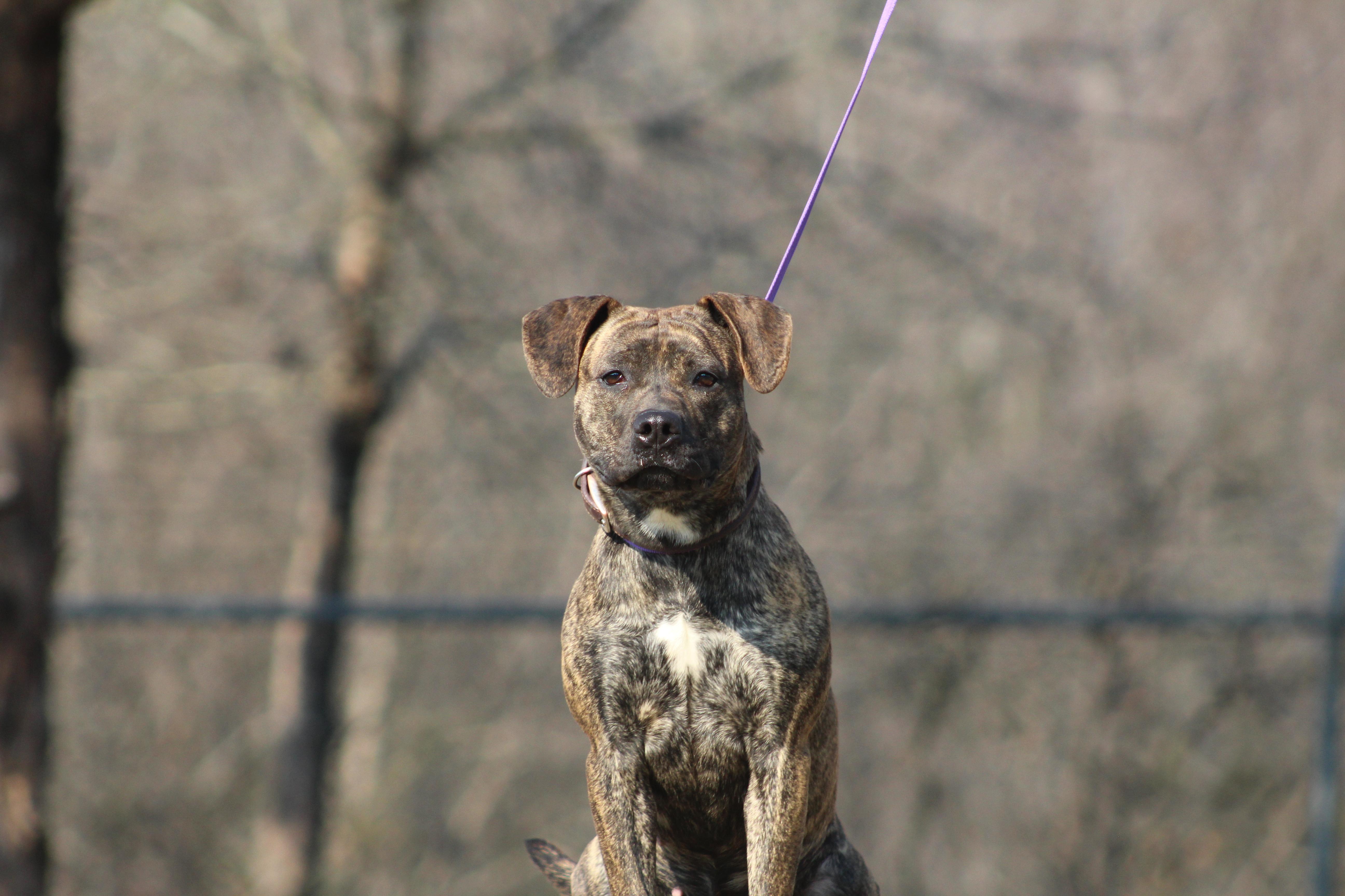 Enlarge Bailey, an adopted mixed breed in Conway, AR image 2/4
