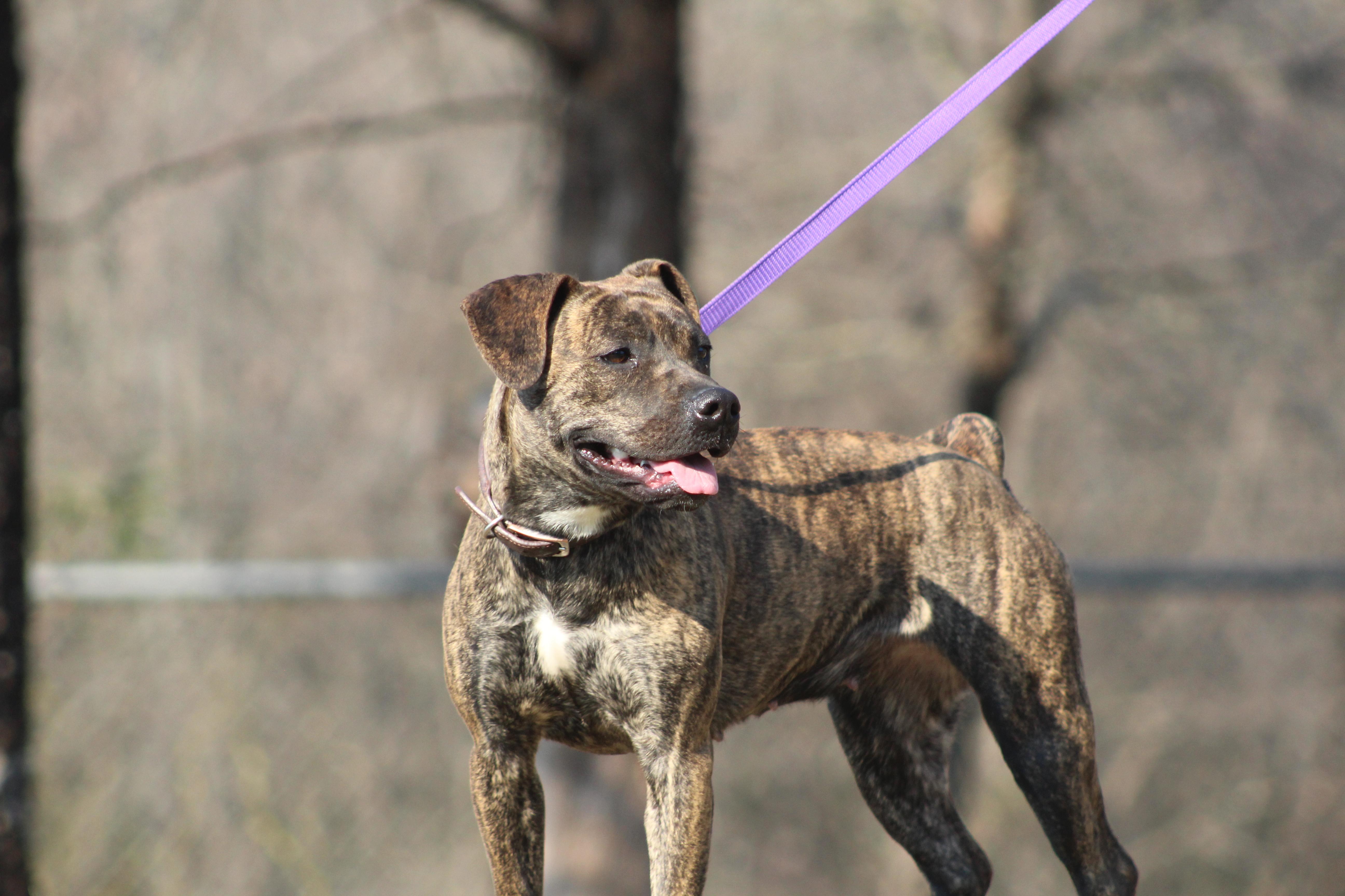Enlarge Bailey, an adopted mixed breed in Conway, AR image 4/4