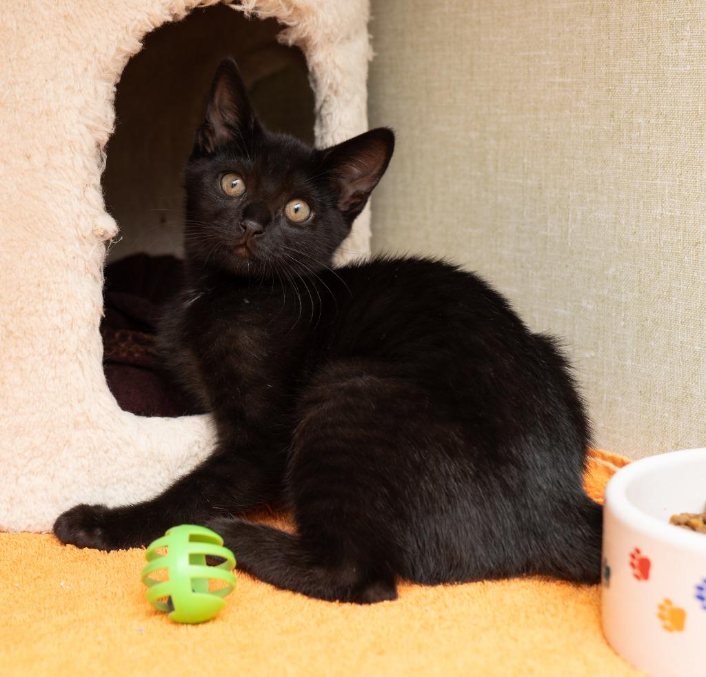 Enlarge Blueberry, a Adoptable mixed breed in Los Angeles, CA image 3/6