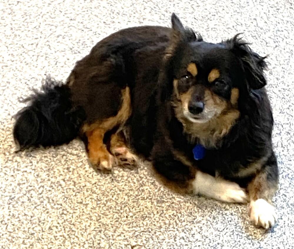 Bug, a Adoptable mixed breed in Bartlesville, OK image 1/3