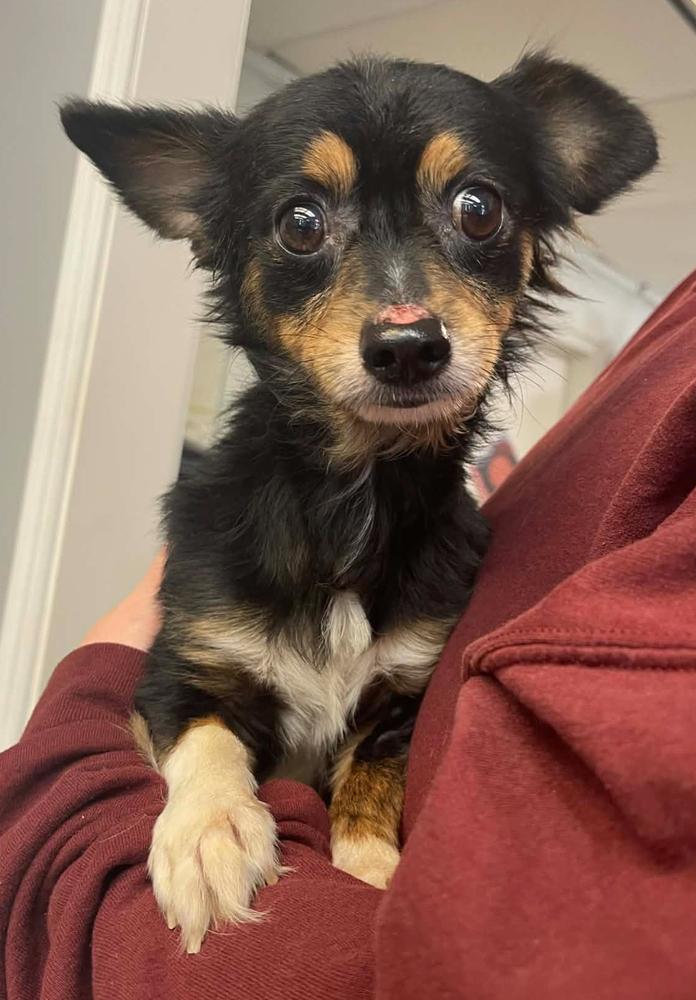 Bug, Adoptable, Adult Male Chihuahua.