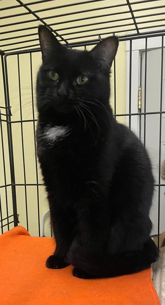 Sis, a Adoptable Domestic Short Hair in Sparta, WI image 1/3