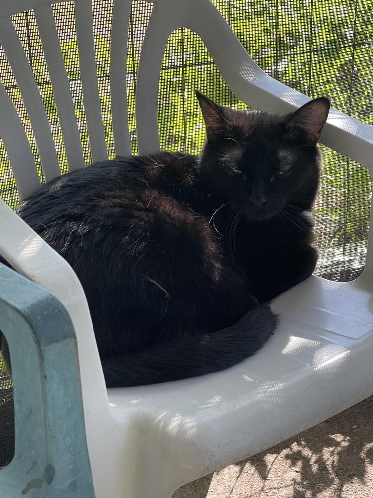 Sis, a Adoptable Domestic Short Hair in Sparta, WI image 3/3